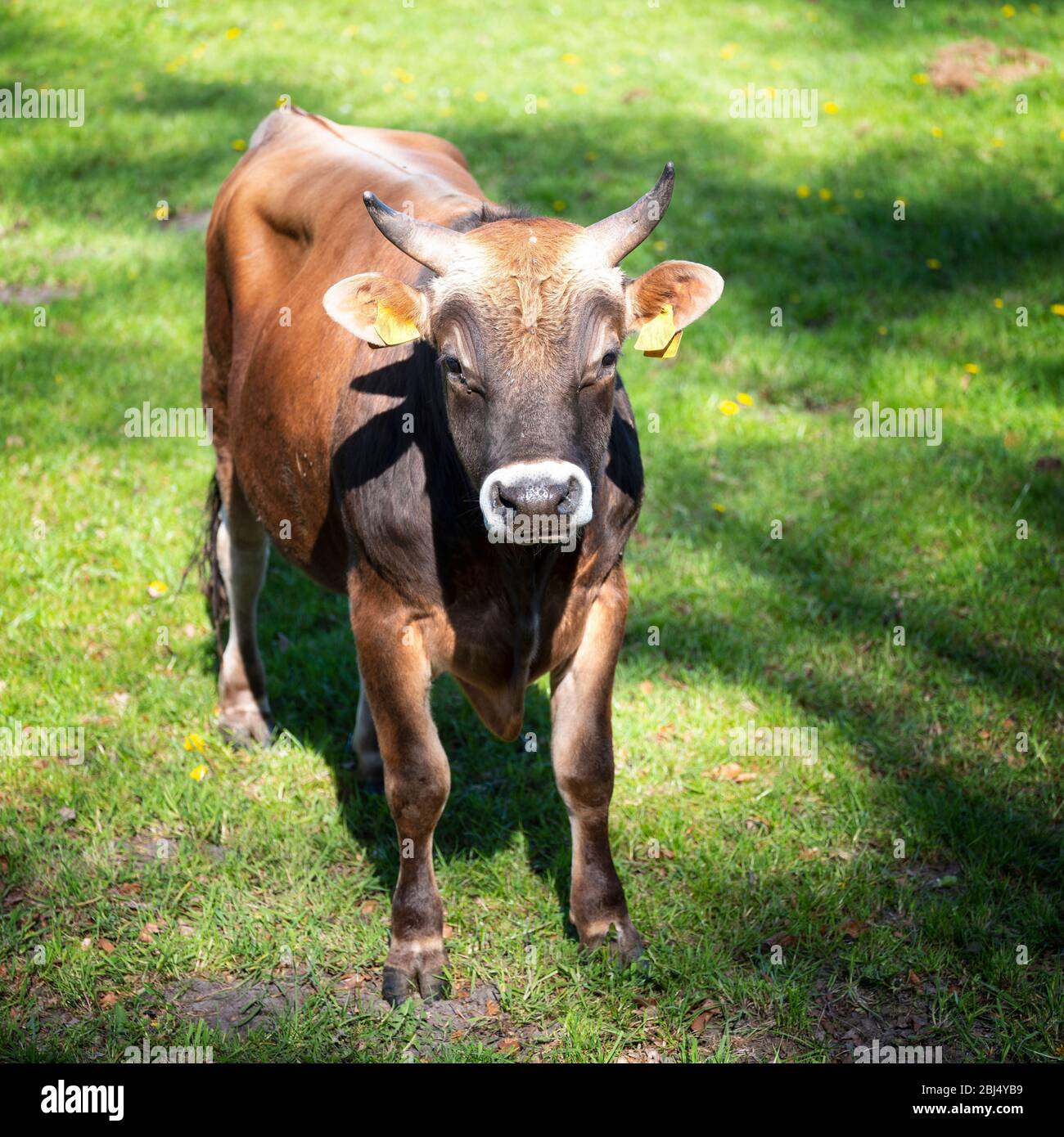 Jersey bull hi-res stock photography and images - Alamy