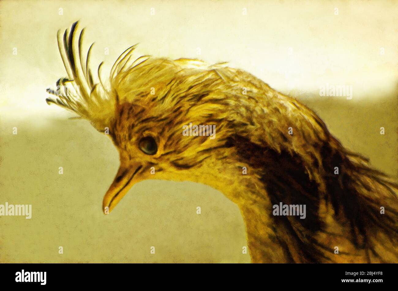 Wobble, Jack, or bustard (Latin Chlamydotis macqueenii) - Bird Cranes squad, Stock Photo