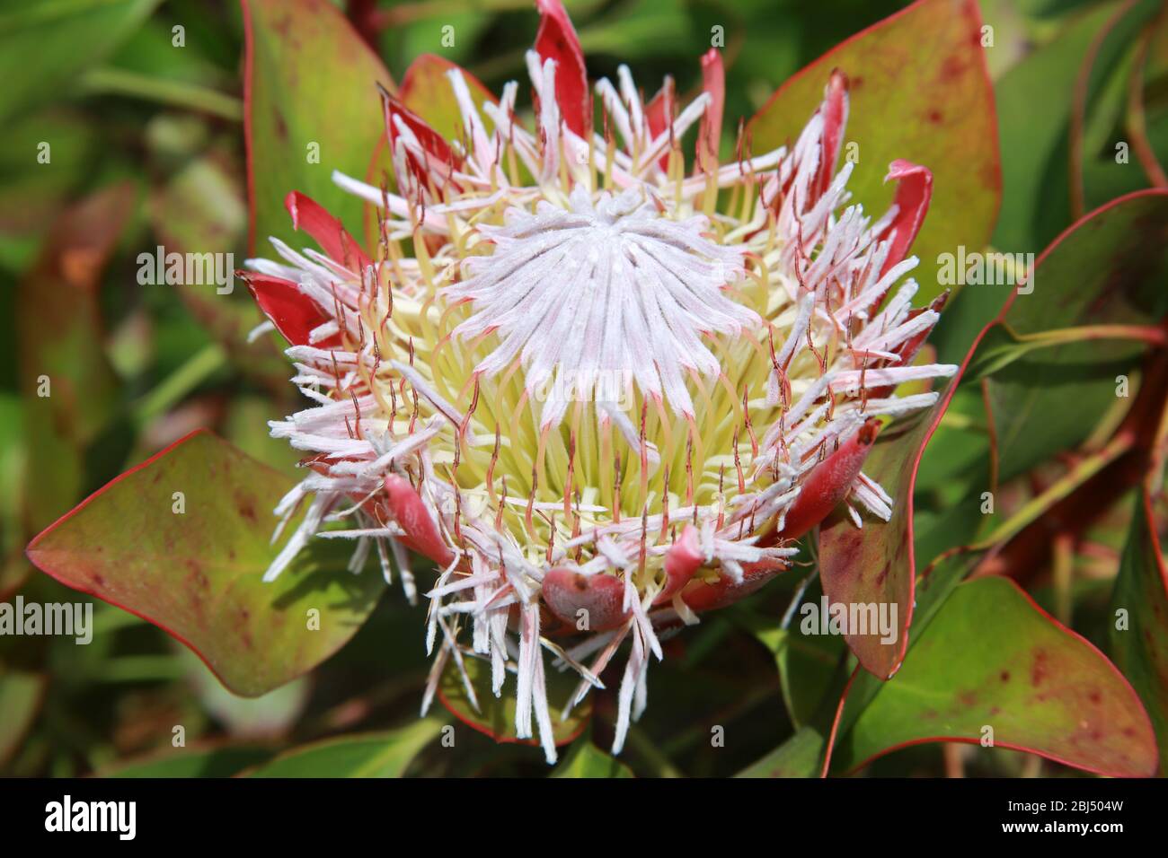 King Protea flower, Blue Mountains, Australia Stock Photo