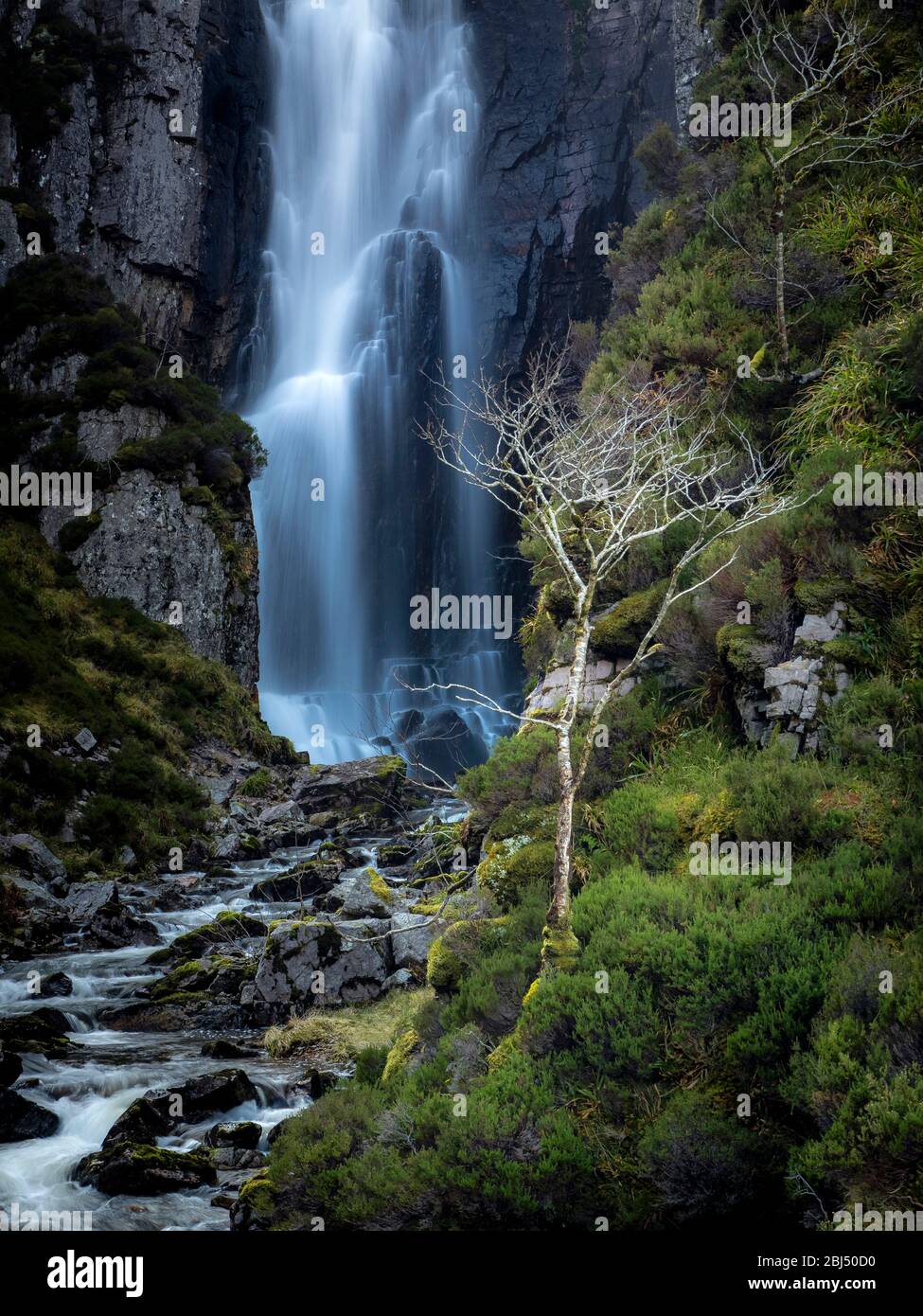 A silver birch in front of Wailing Widow Falls. Stock Photo