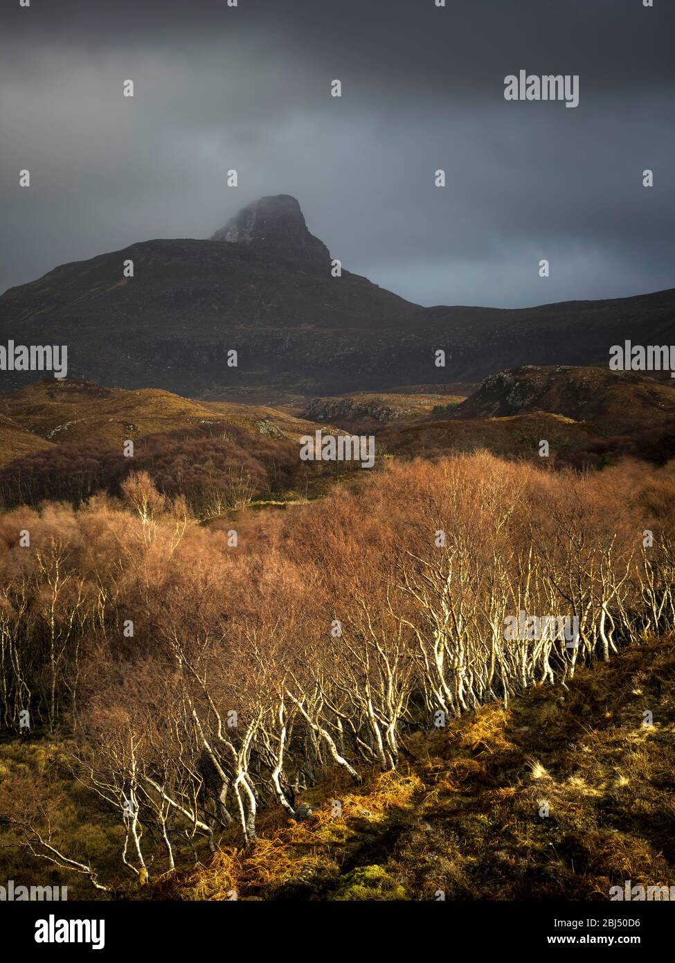 A burst of sunlight hits silver birch trees in the shadow of Stoc Pollaidh. Stock Photo