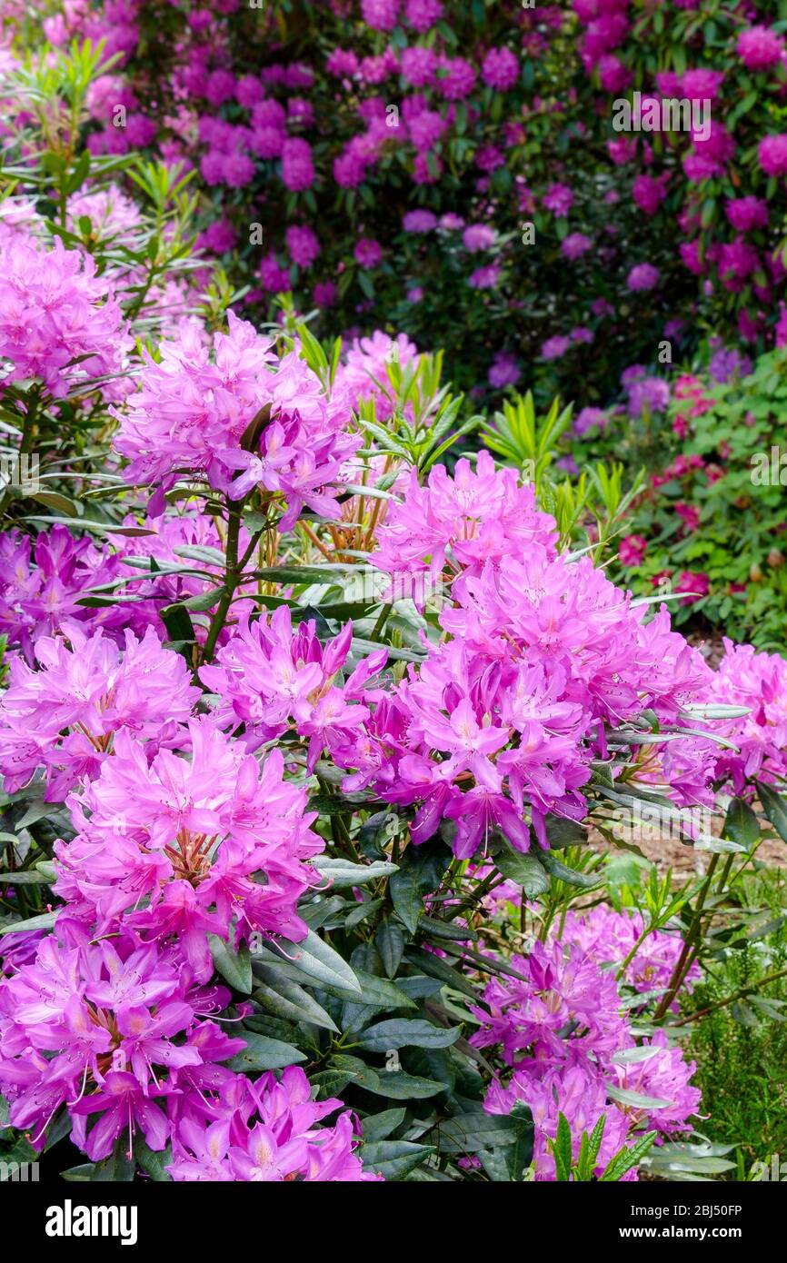Rhododendrons in bloom at Sherringham Park on a summers day. Stock Photo