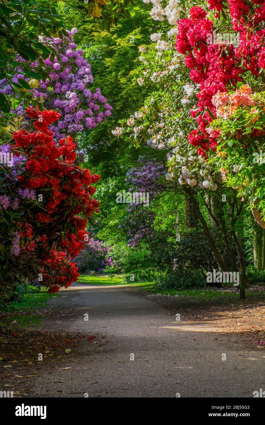 Path leading through the Rhododendrons at Sherringham Park. Stock Photo