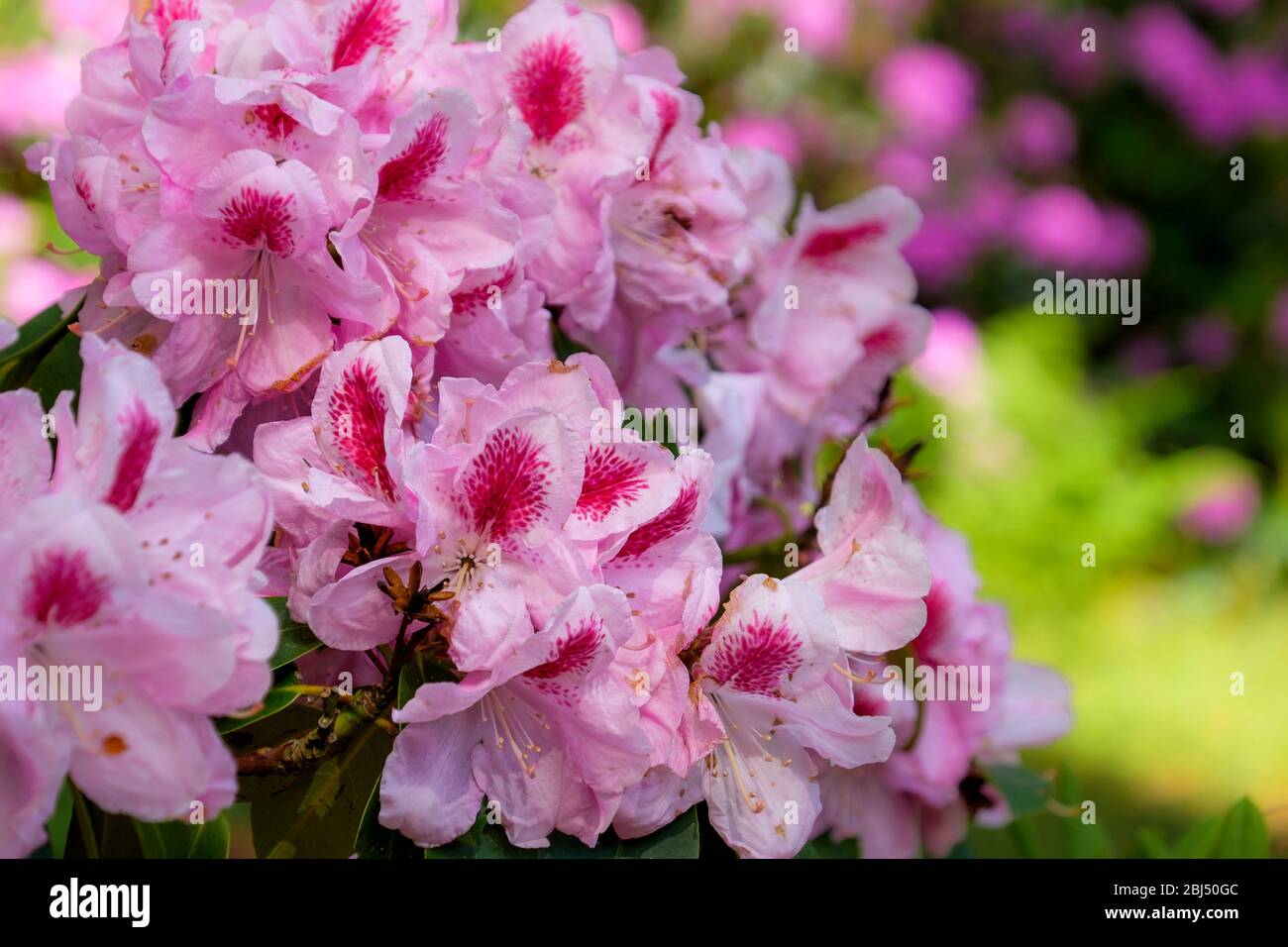 Rhododendrons in bloom at Sherringham Park on a summers day. Stock Photo