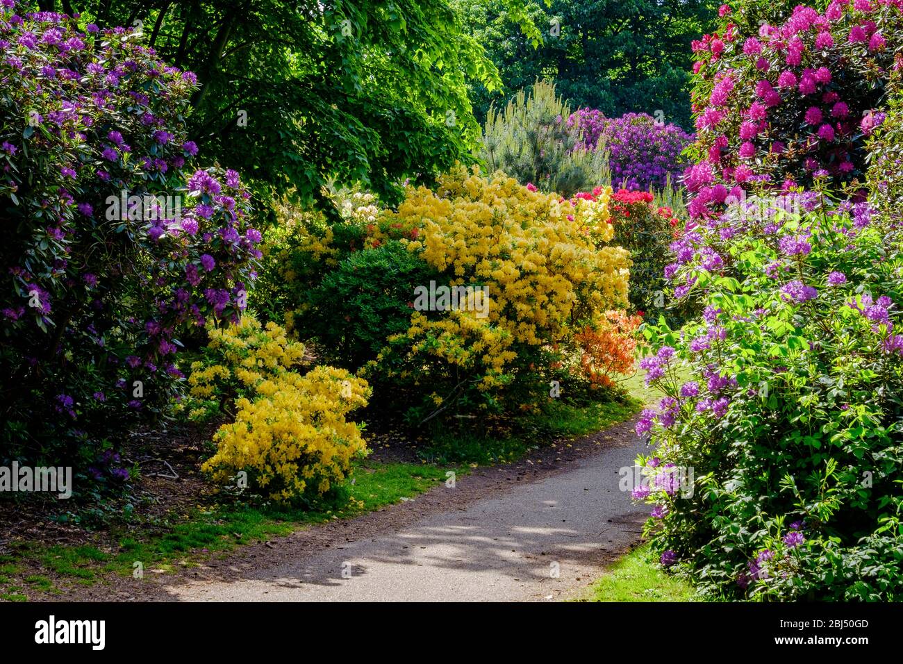 Rhododendrons in bloom at Sherringham Park on a summers day. Stock Photo