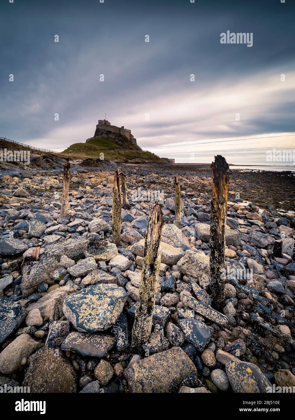 An old wooden mooring posts in front of Holy Island castle. Stock Photo