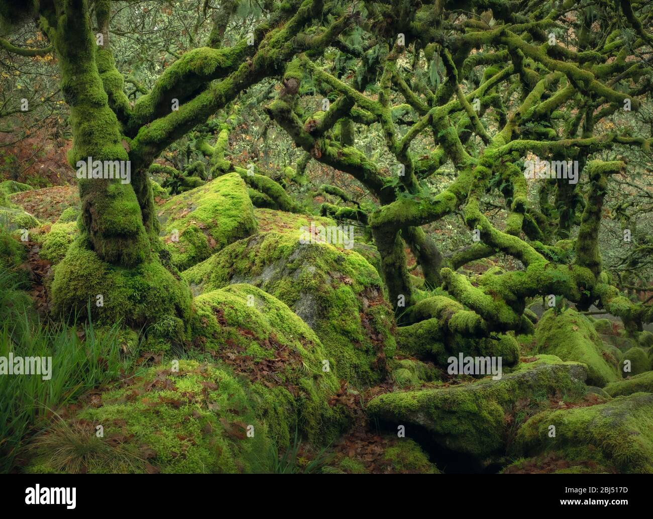 Tangled moss covered branches emerging from rocks in Wistman's Wood. Stock Photo