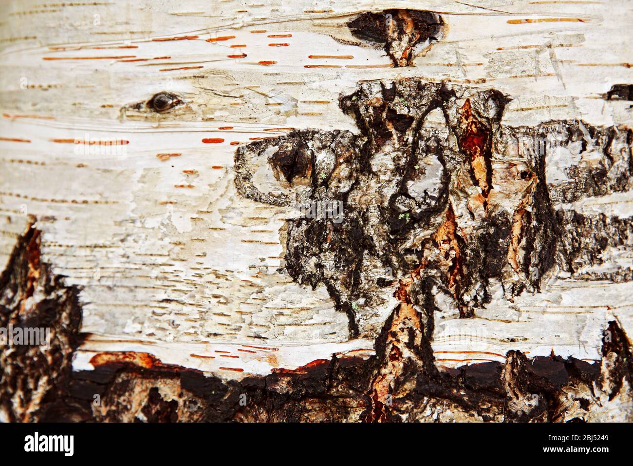 Tree bark background Stock Photo - Alamy