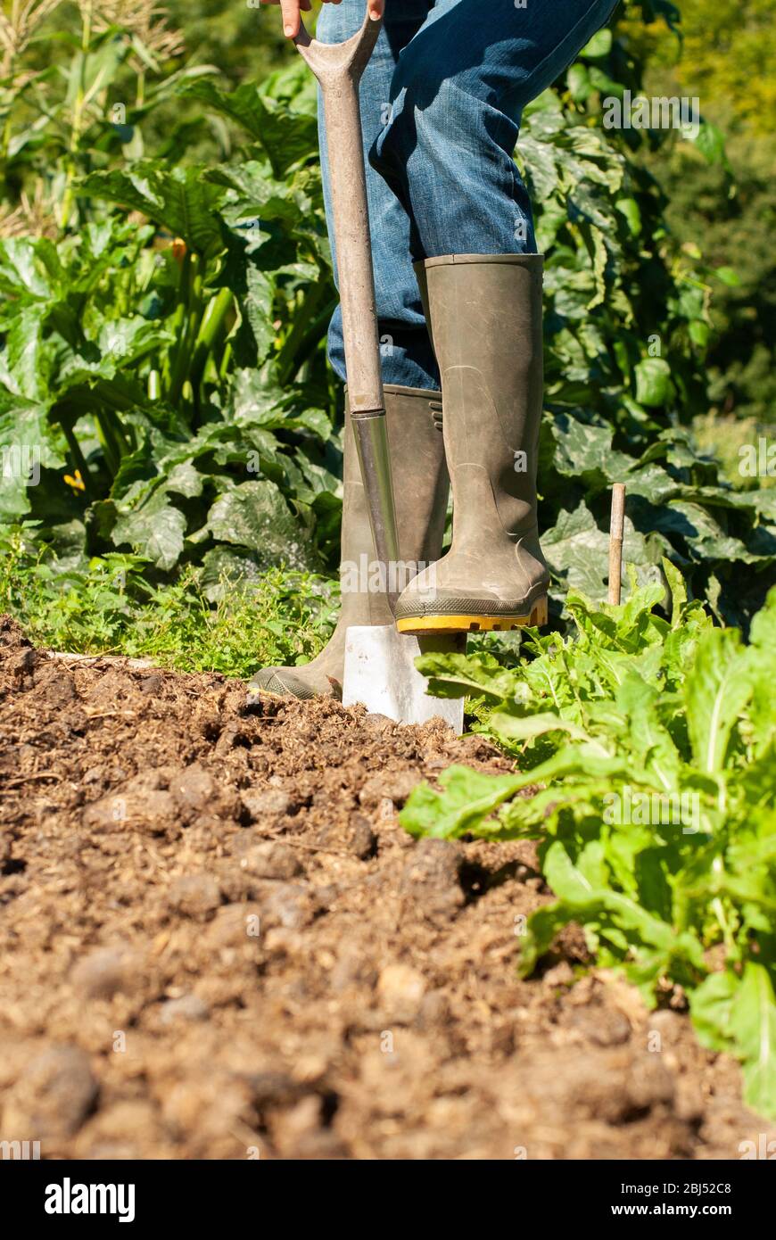 A man digging in a vegetable garden in spring time with some lettuces in the foreground. Portrait format. Stock Photo