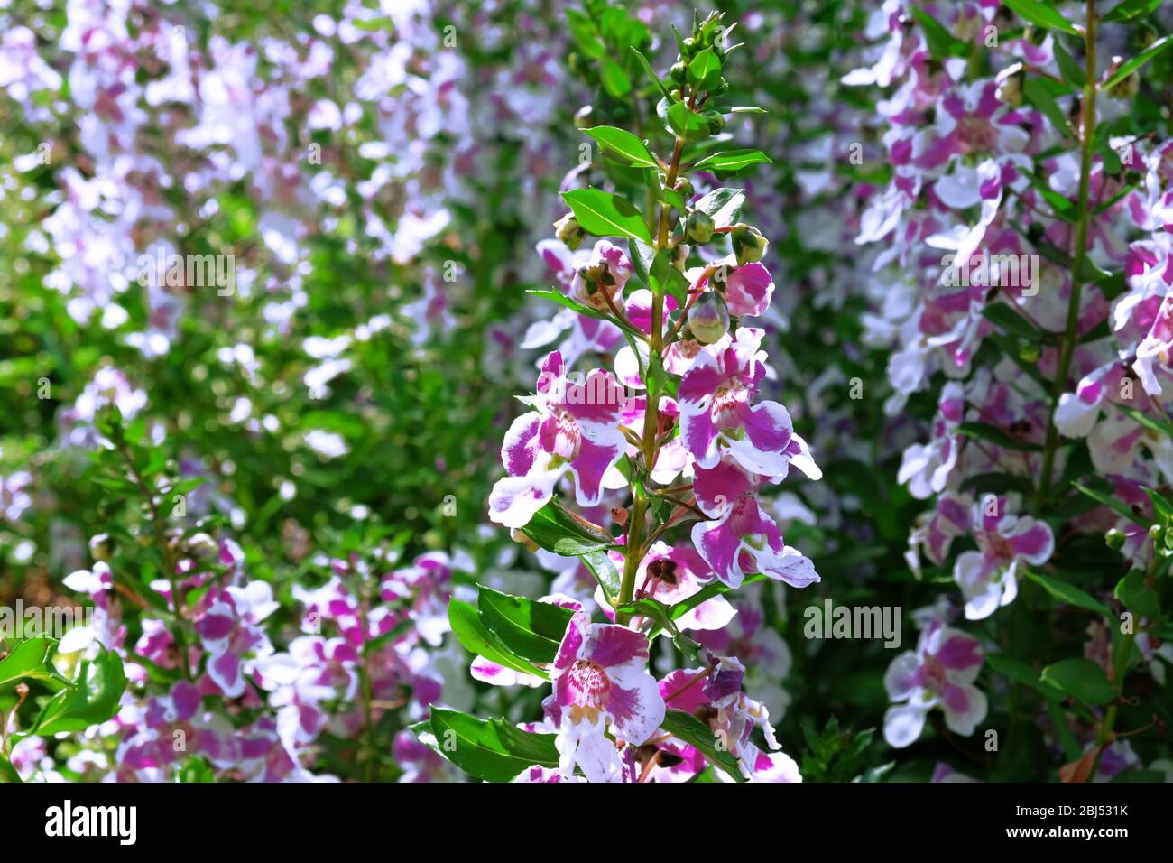 Beautiful field of Angelonia goyazensis flower Family Scrophulariaceae Stock Photo