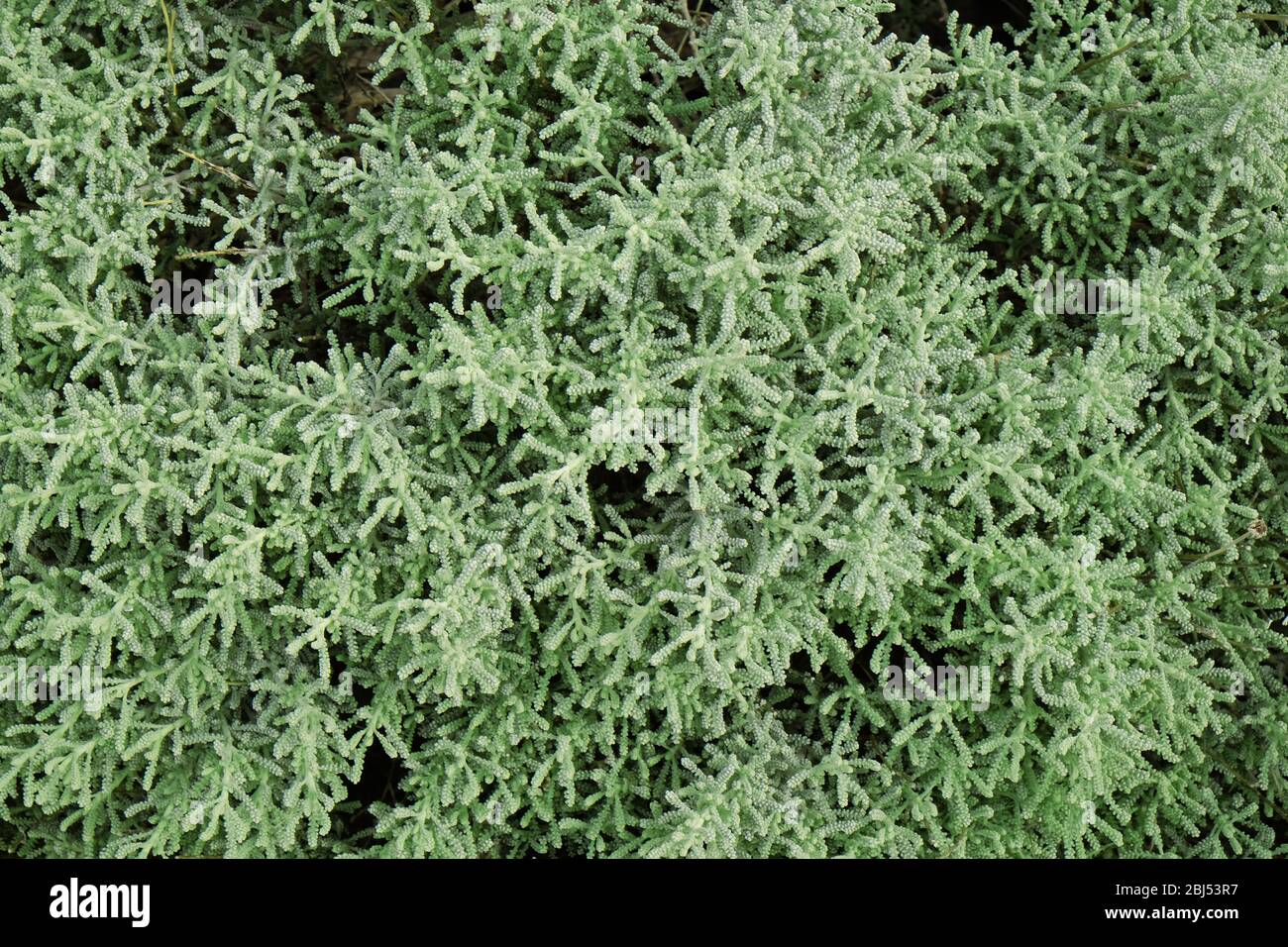Green bush background Stock Photo - Alamy