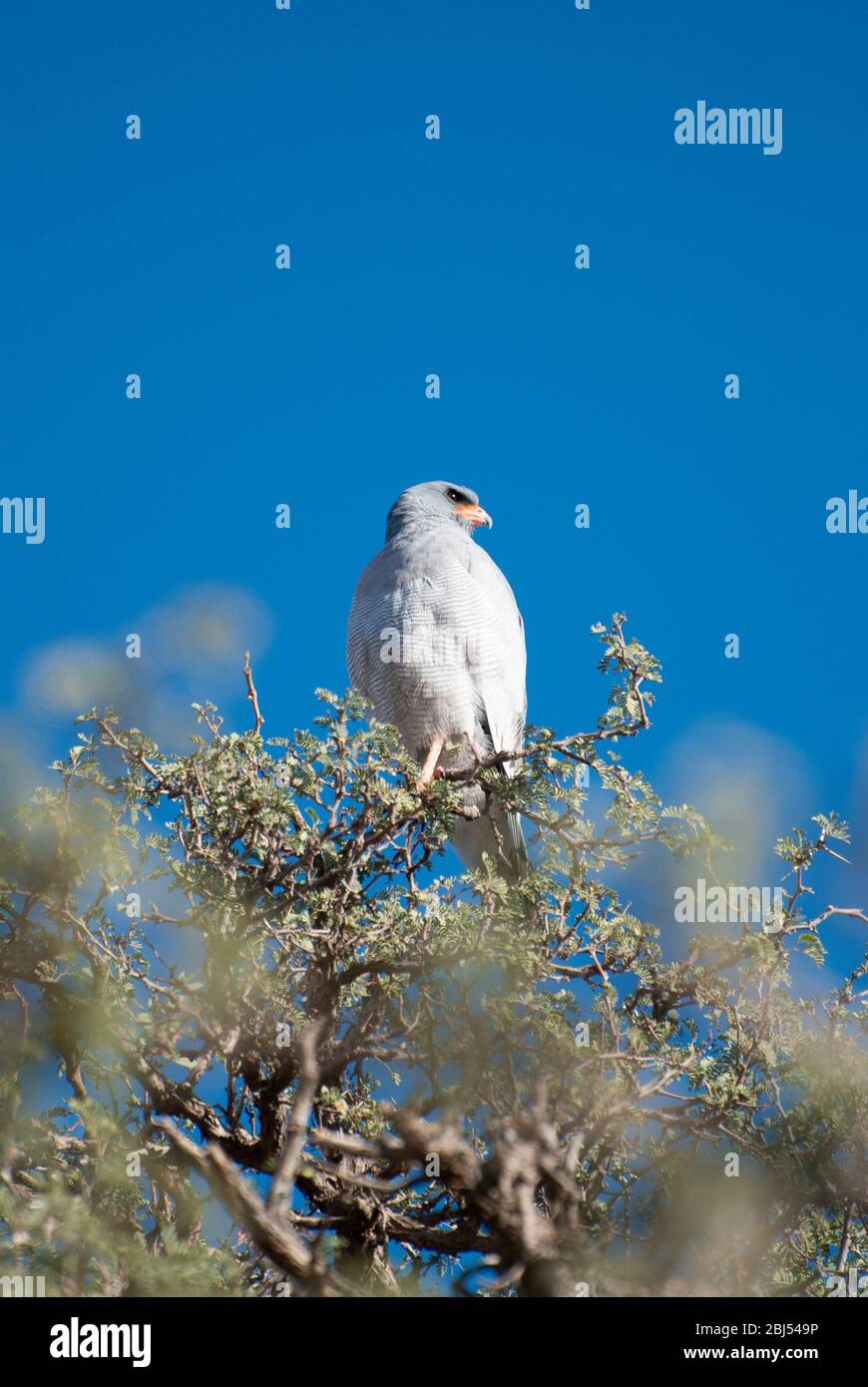 A single pale chanting goshawk (bird of prey) sitting on the upper branches of a tree in Namibia, Southern Africa. Stock Photo