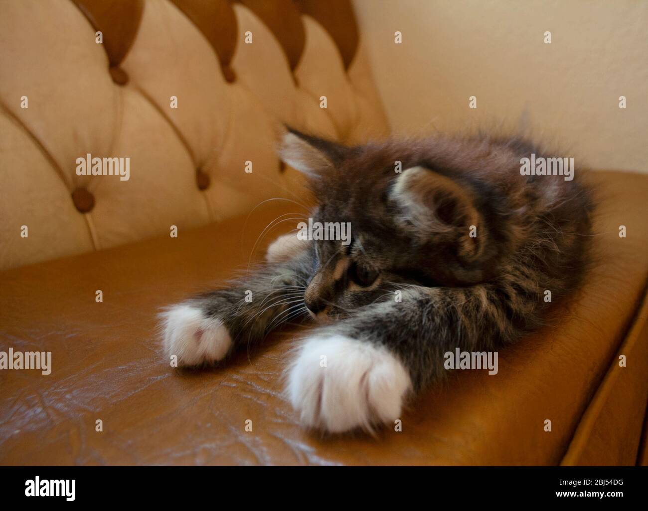 Cute tabby kitten relaxing on brown leather couch Stock Photo