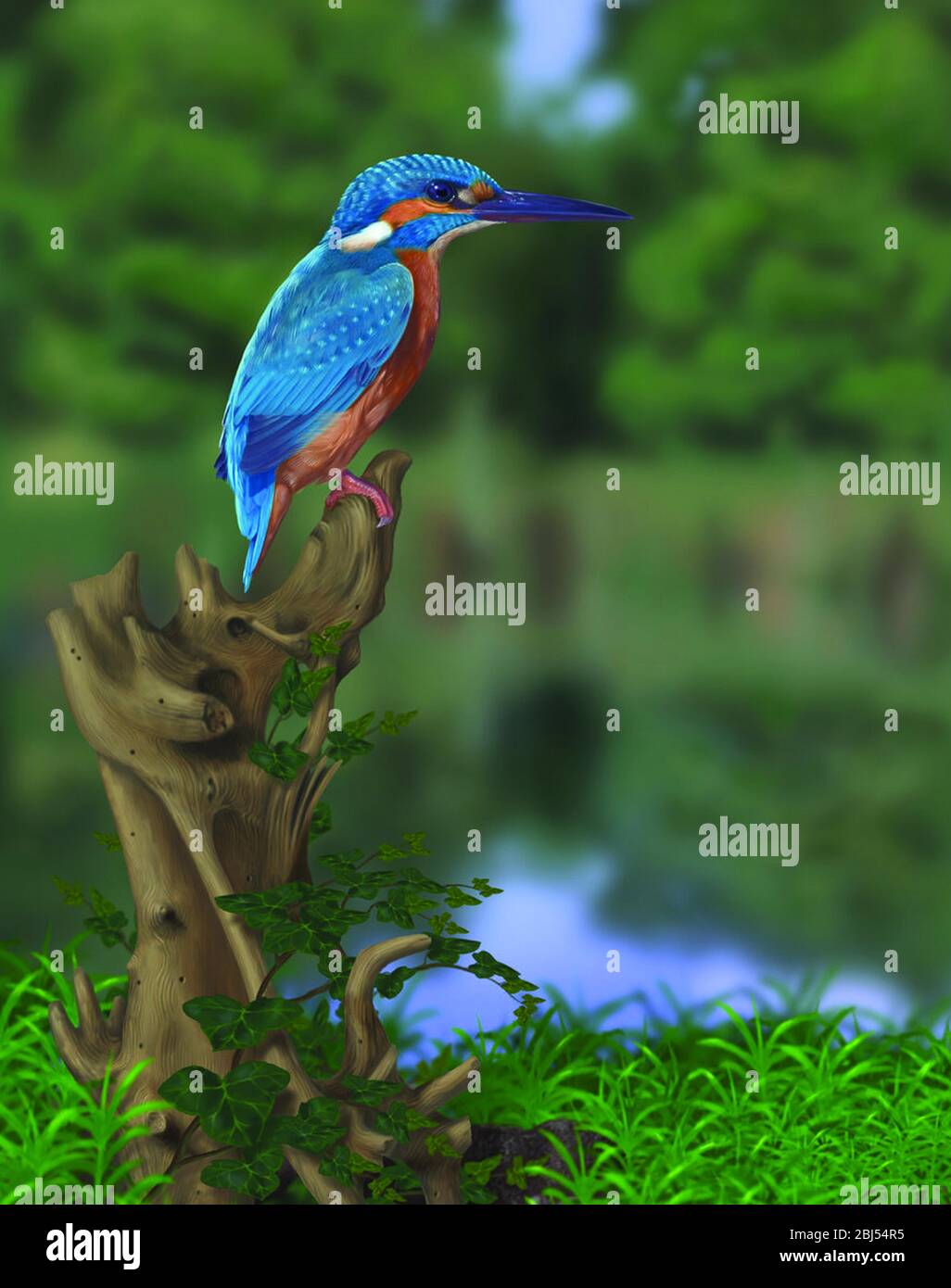 Common Kingfisher (Digital Painting). (Alcedo at this) also known as Eurasian Kingfisher or River Kingfisher, is a small kingfisher. Stock Photo
