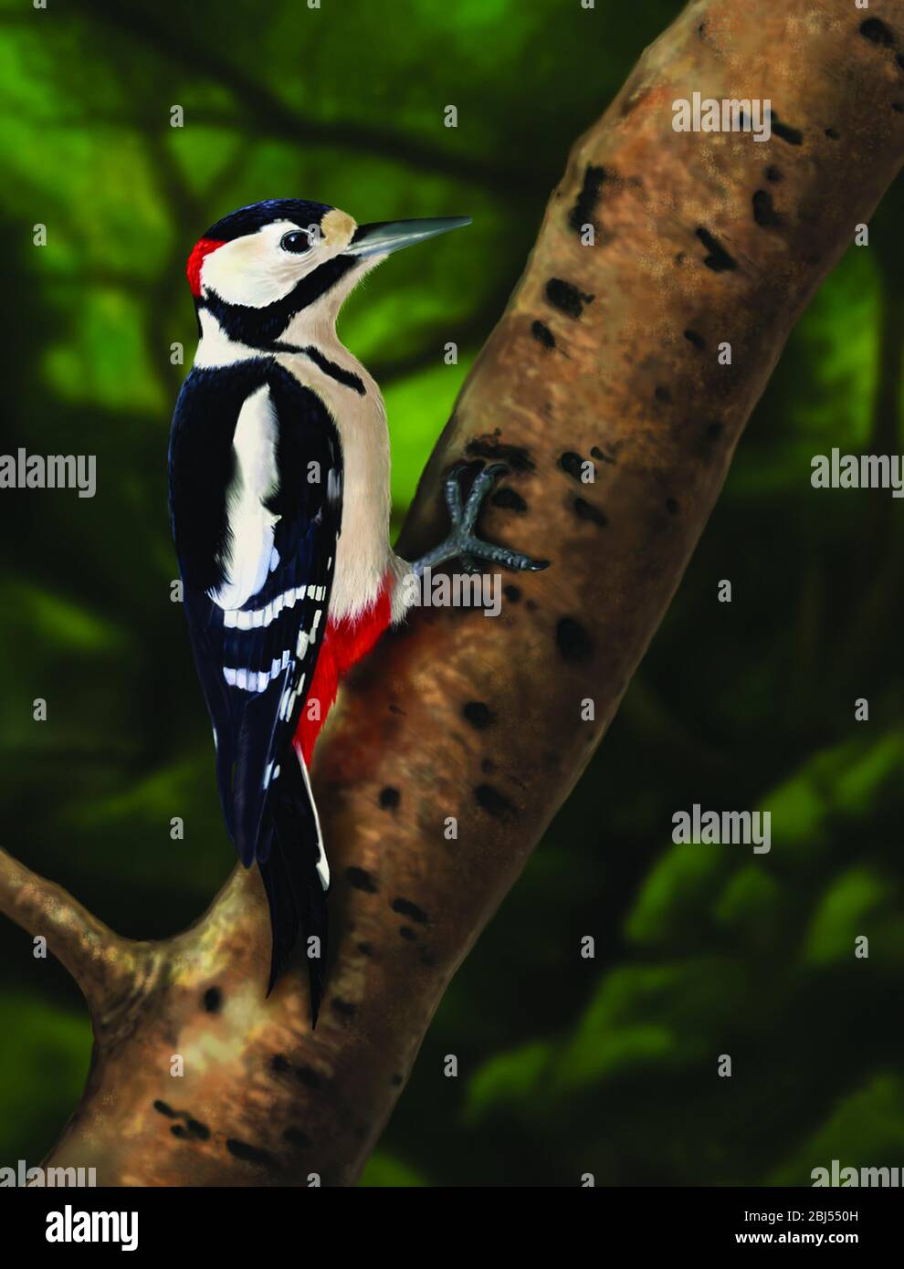 Greater Spotted Woodpecker (Digital Painting). The Great Spotted Woodpecker (or Greater Spotted Woodpecker). Stock Photo