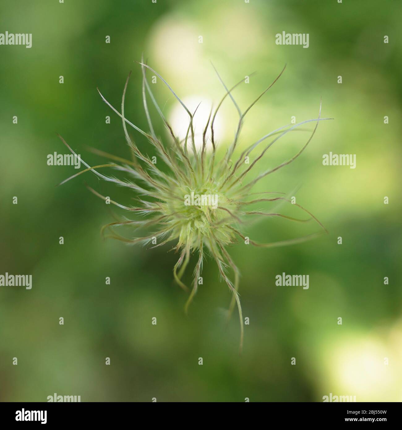 Edwards gardens toronto hires stock photography and images Alamy