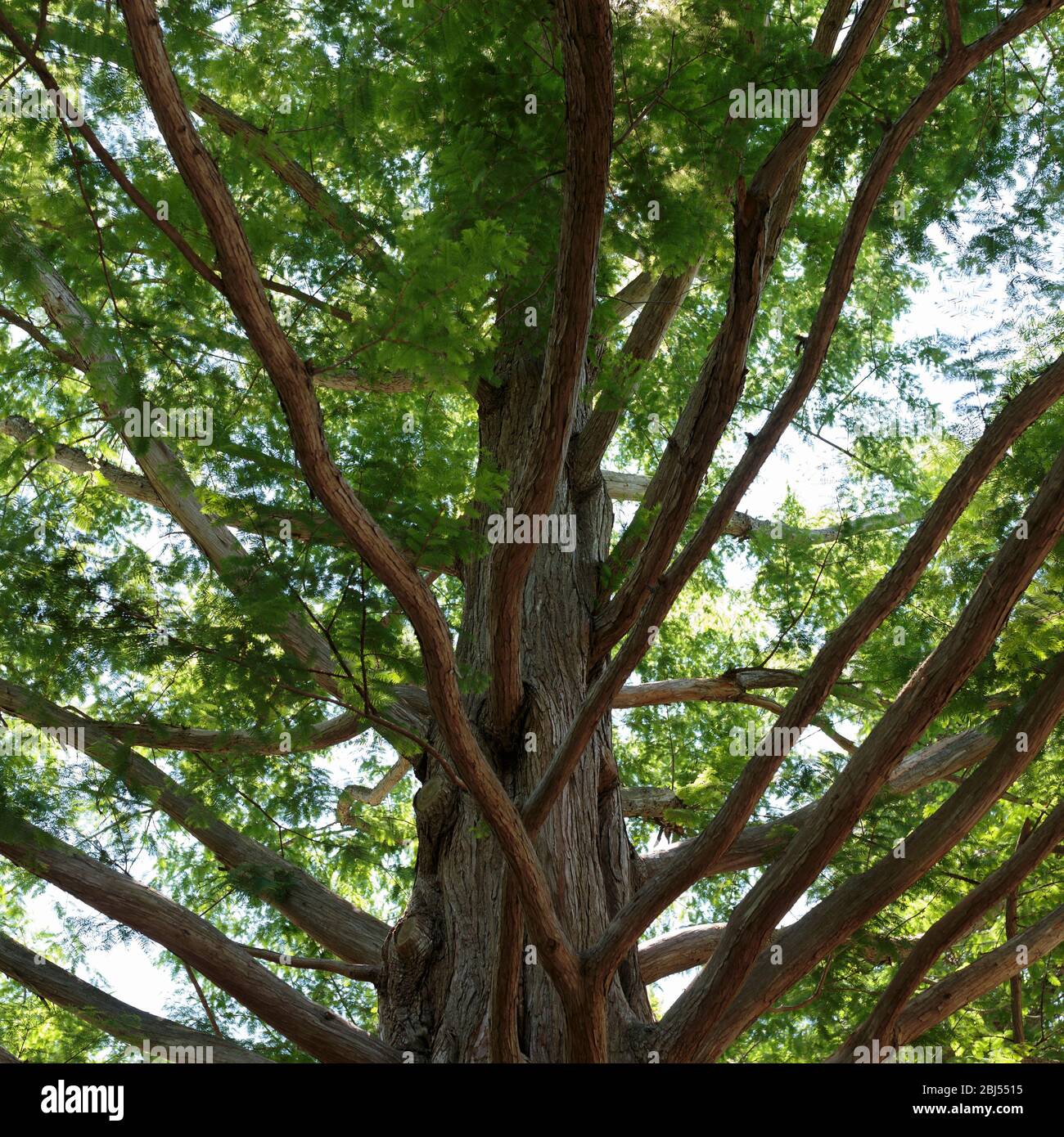 A Metasequoia, or Dawn Redwood, in Edwards Gardens, North York, Toronto, Ontario, Canada Stock Photo