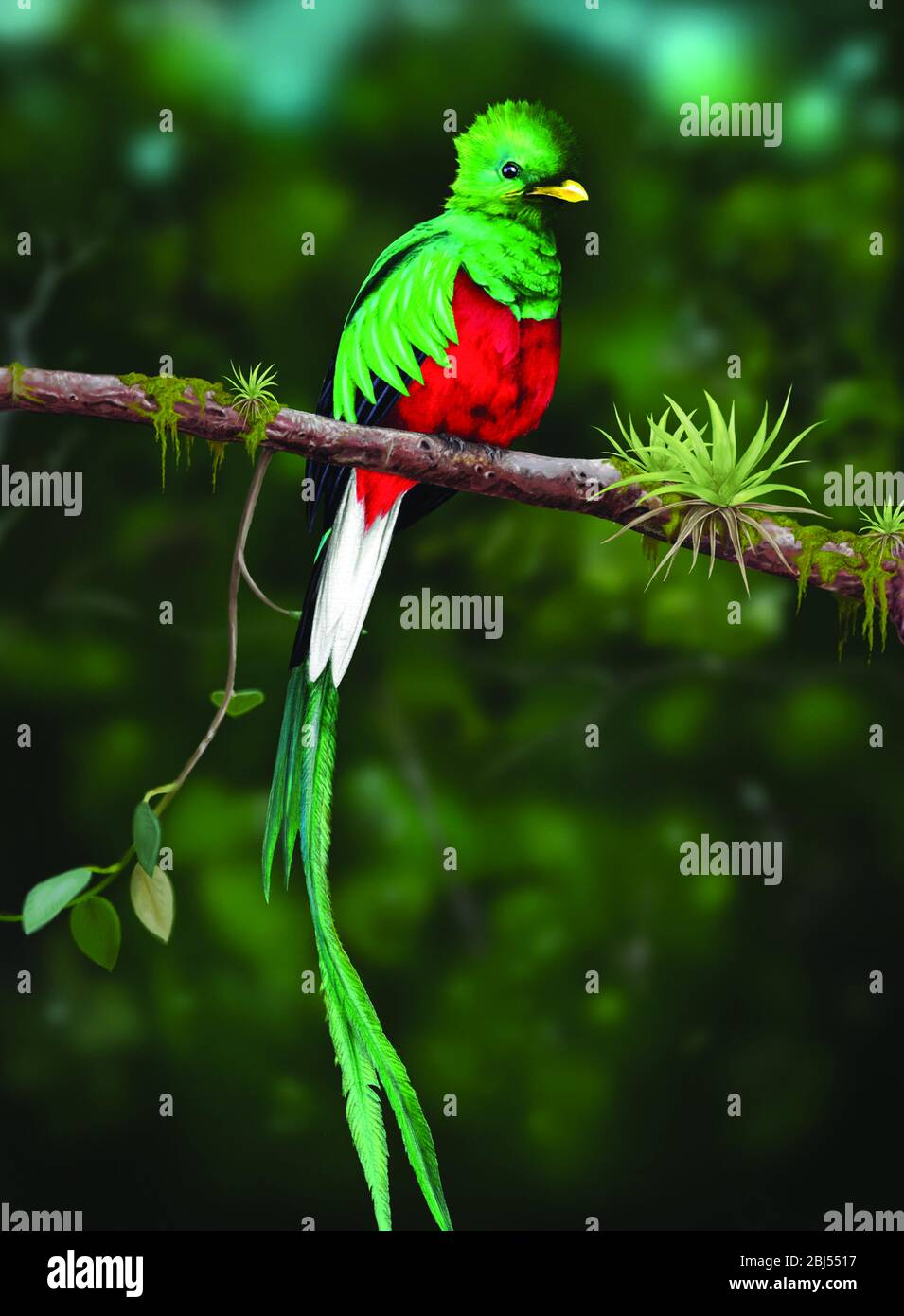 Quetzal - Pharomachrus mocinno male - bird in the trogon family. It is found from Chiapas, Mexico to western Panama. It is well known for its colorful. Stock Photo