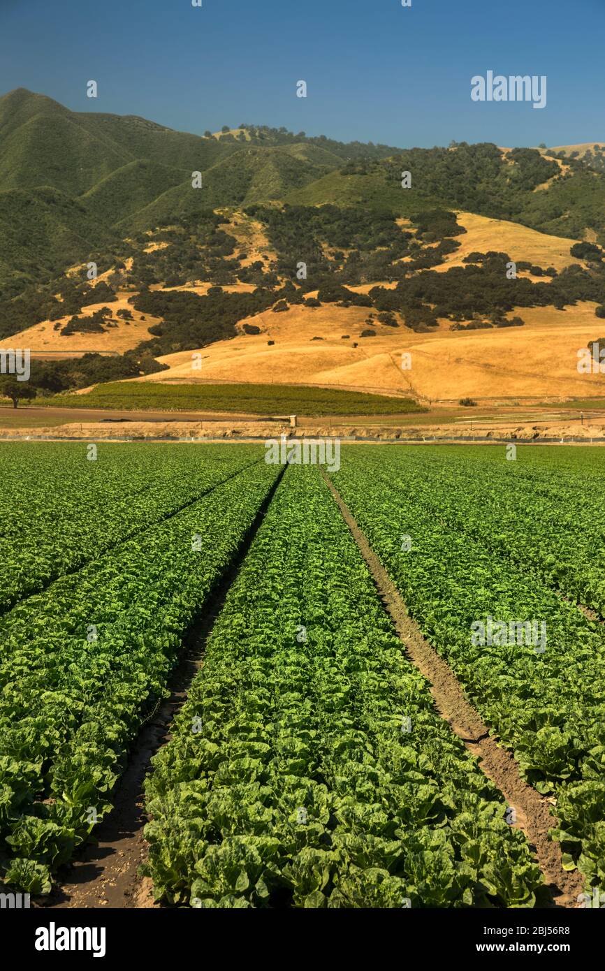 Salinas valley california hires stock photography and images Alamy