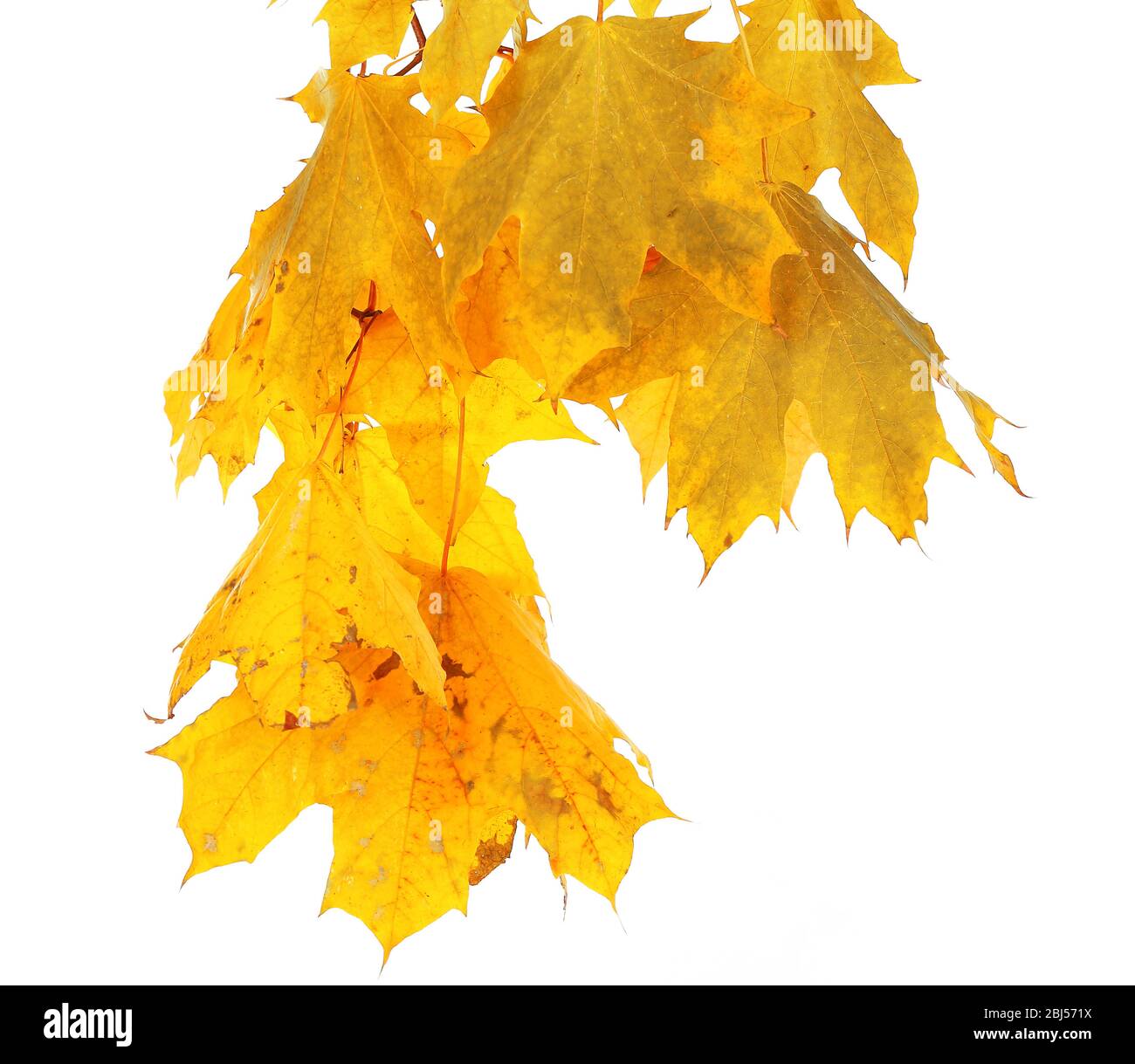 Branch with maple leaves isolated on white background Stock Photo - Alamy