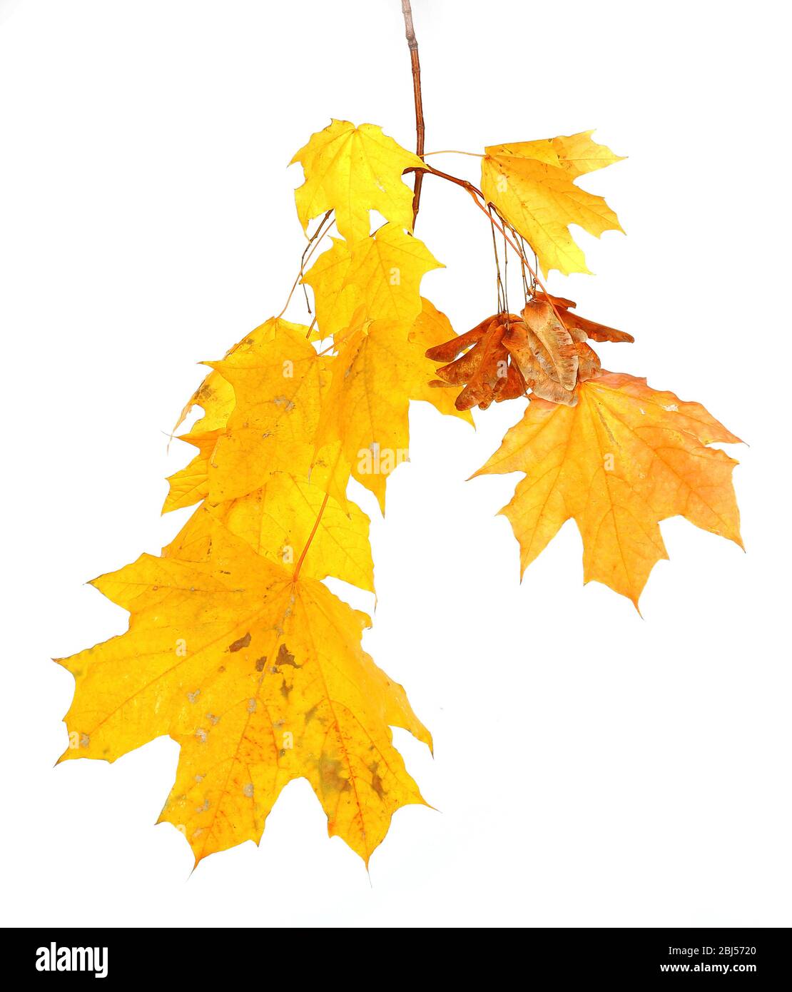 Branch with maple leaves isolated on white background Stock Photo - Alamy