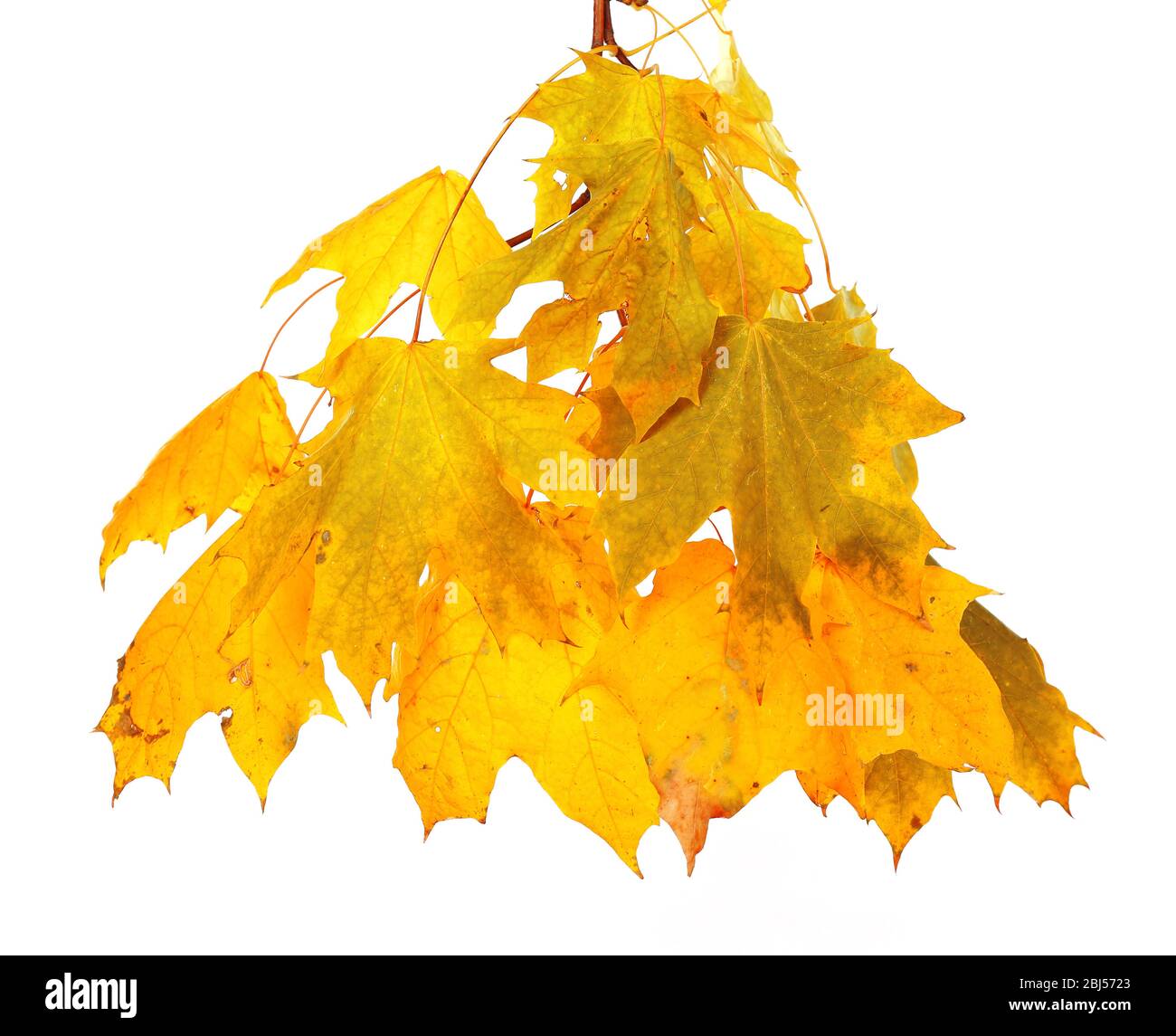 Branch with maple leaves isolated on white background Stock Photo - Alamy