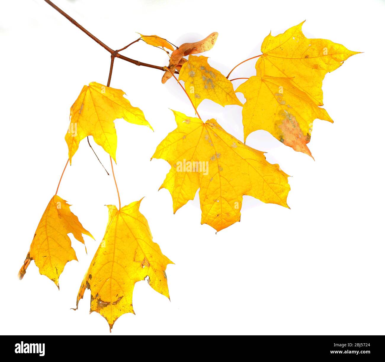 Branch with maple leaves isolated on white background Stock Photo - Alamy