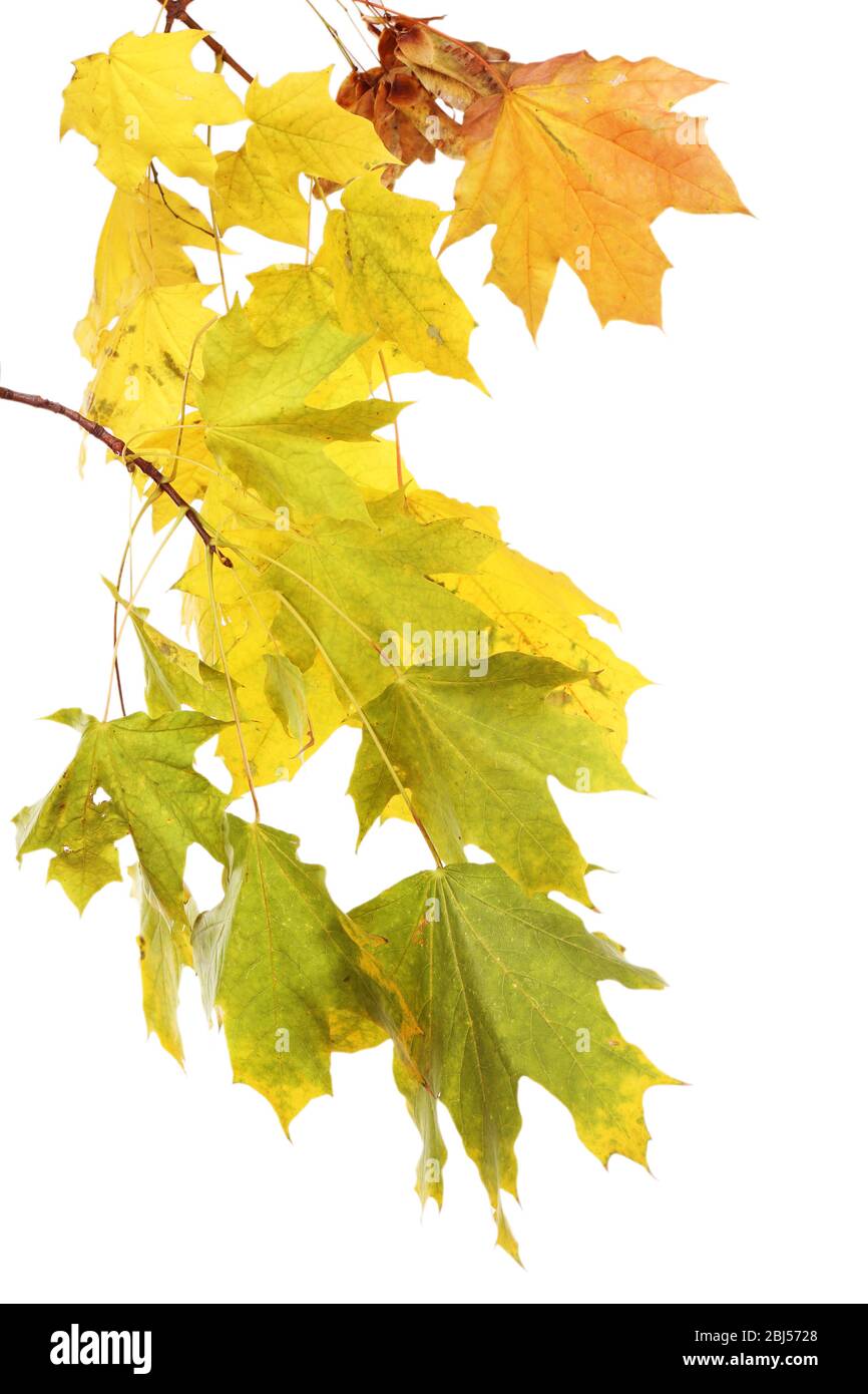 Branch with maple leaves isolated on white background Stock Photo - Alamy