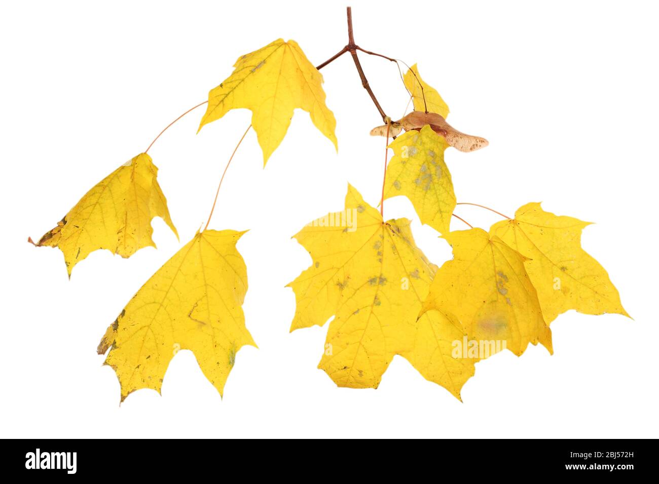 Branch with maple leaves isolated on white background Stock Photo - Alamy