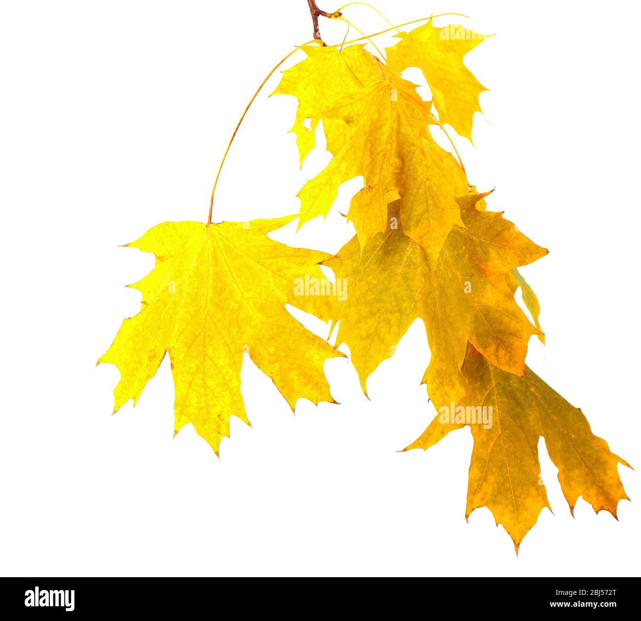 Branch with maple leaves isolated on white background Stock Photo - Alamy
