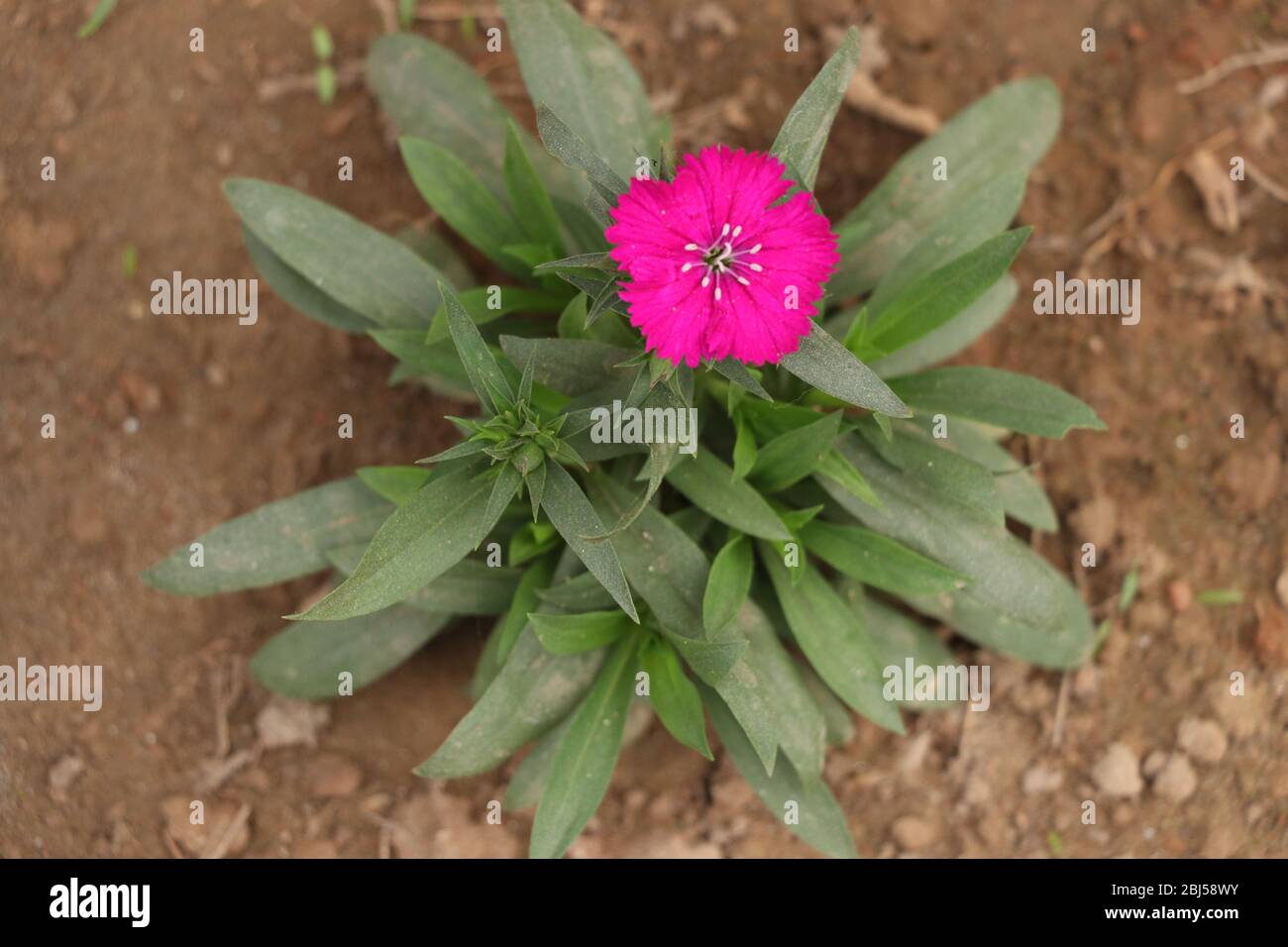 Nice pink color seasonal flower in a little flower tree having bright color and soft cool background Stock Photo