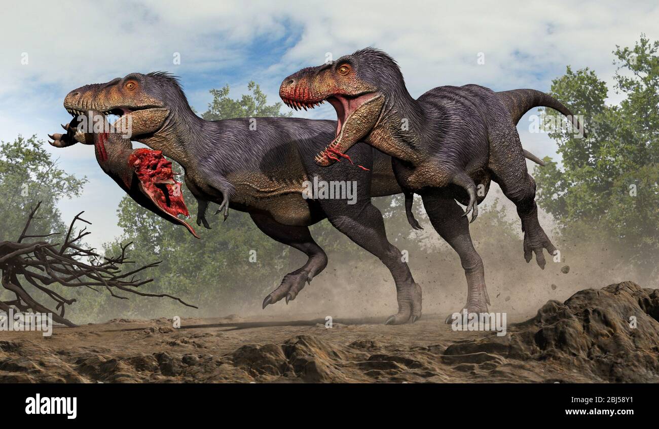 A Furious Tarbosaurus Running Chasing A Thief Tarbosaurus Escaping With Stolen Carcass Stock Photo