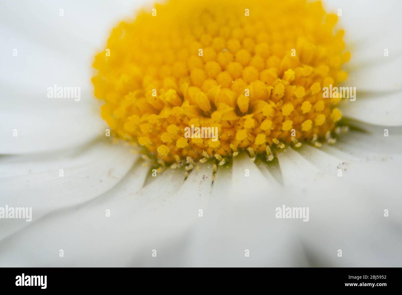 Yellow daisy flower green center hi-res stock photography and images - Alamy