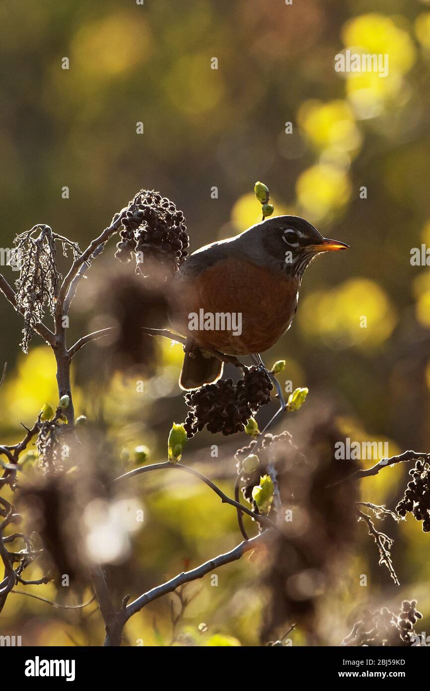 Back-lit American robin foraging on sumac Stock Photo