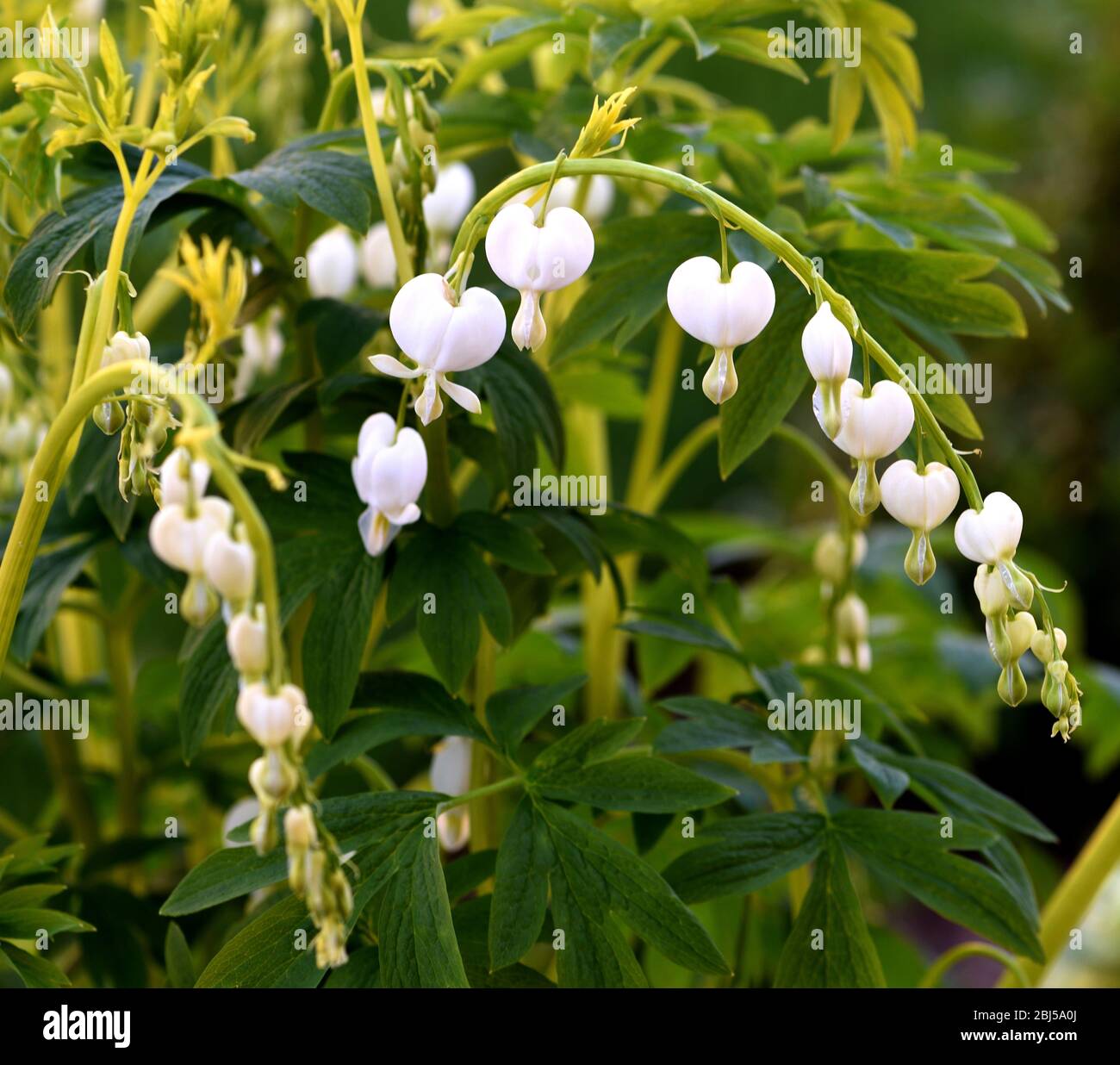 Dicentra spectabilis alba white hires stock photography and images Alamy