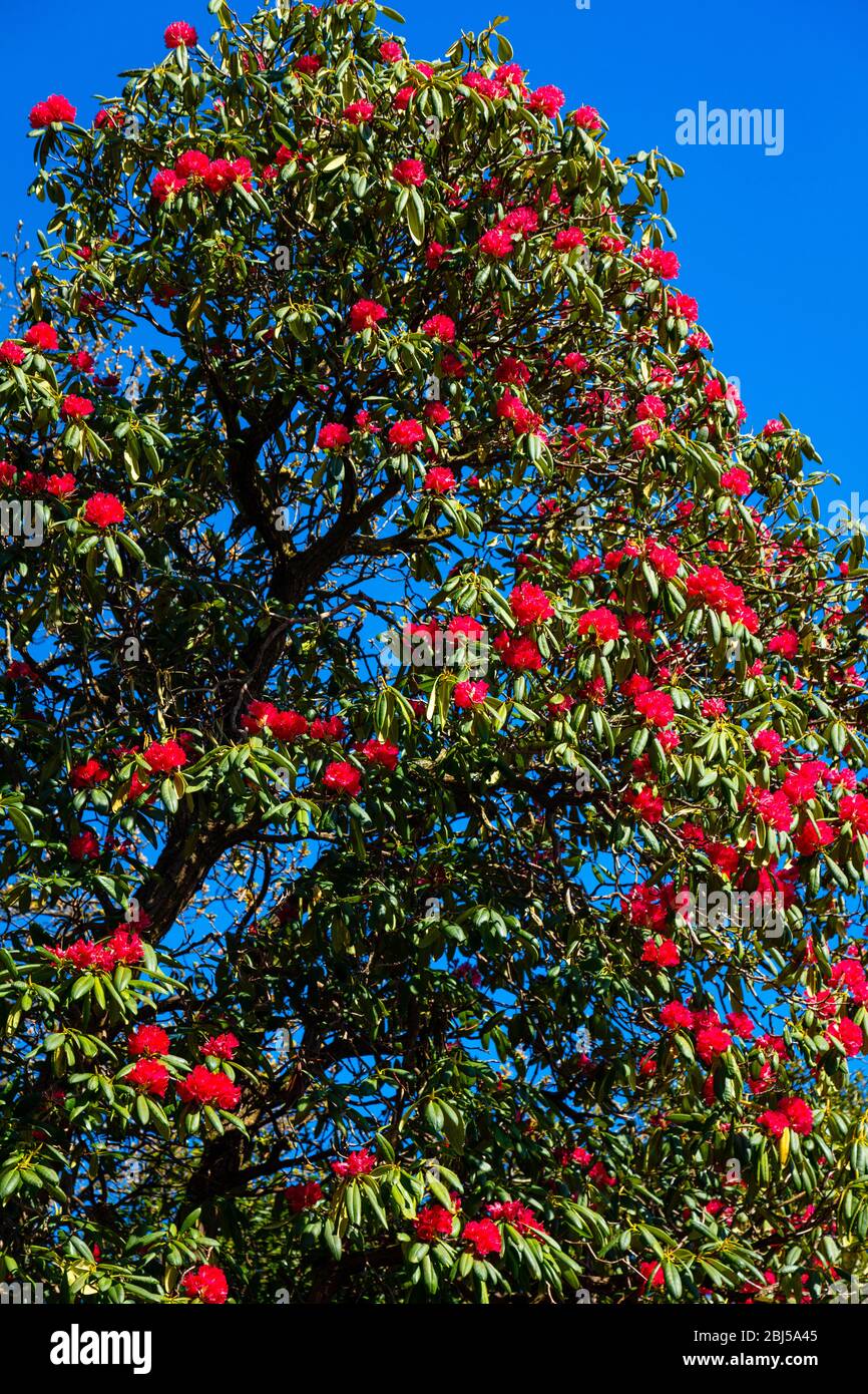Vibrant red flowers on  Rhododendron bush against blue sky Stock Photo