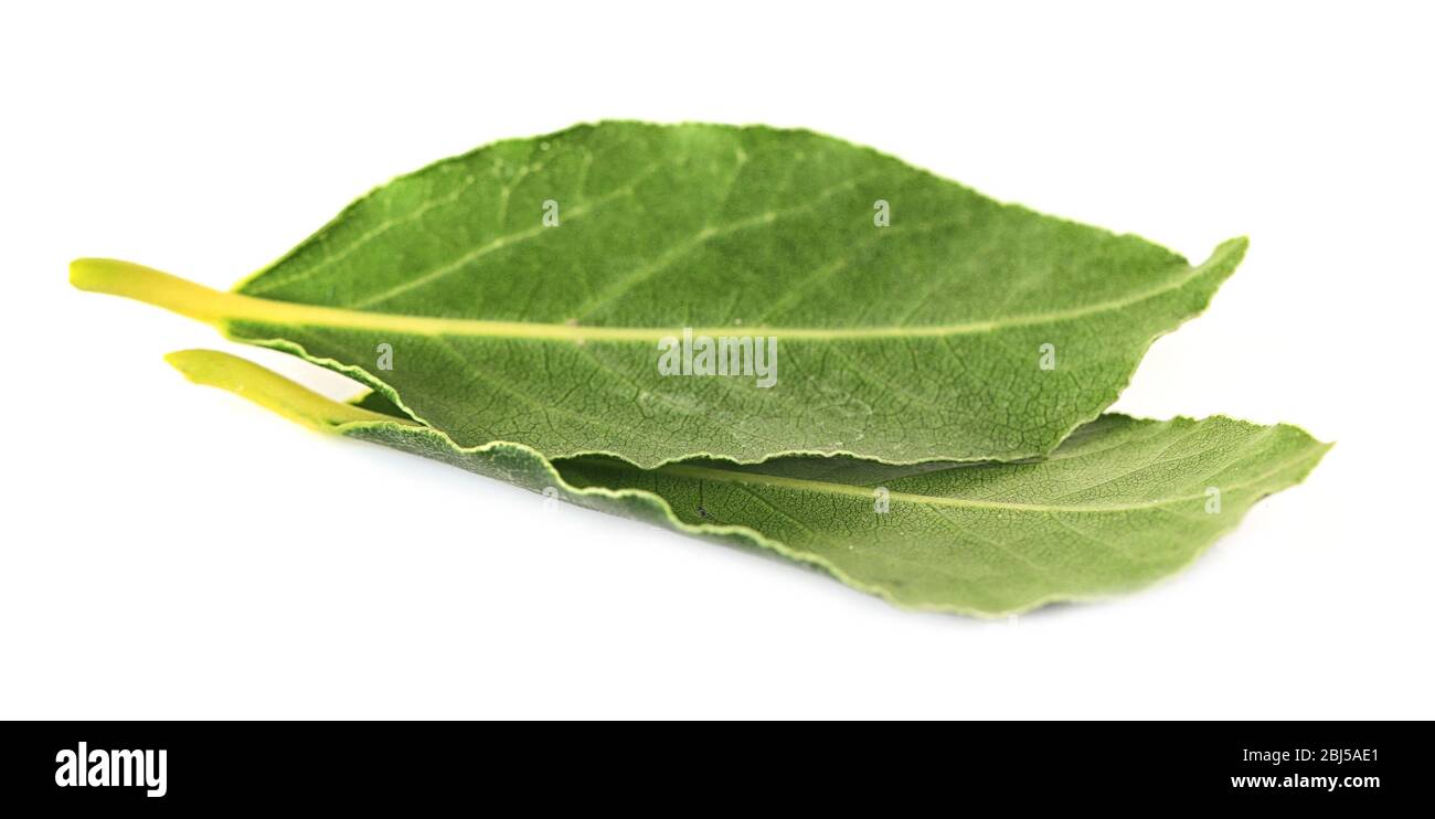 Fresh bay leaves, isolated on white Stock Photo Alamy