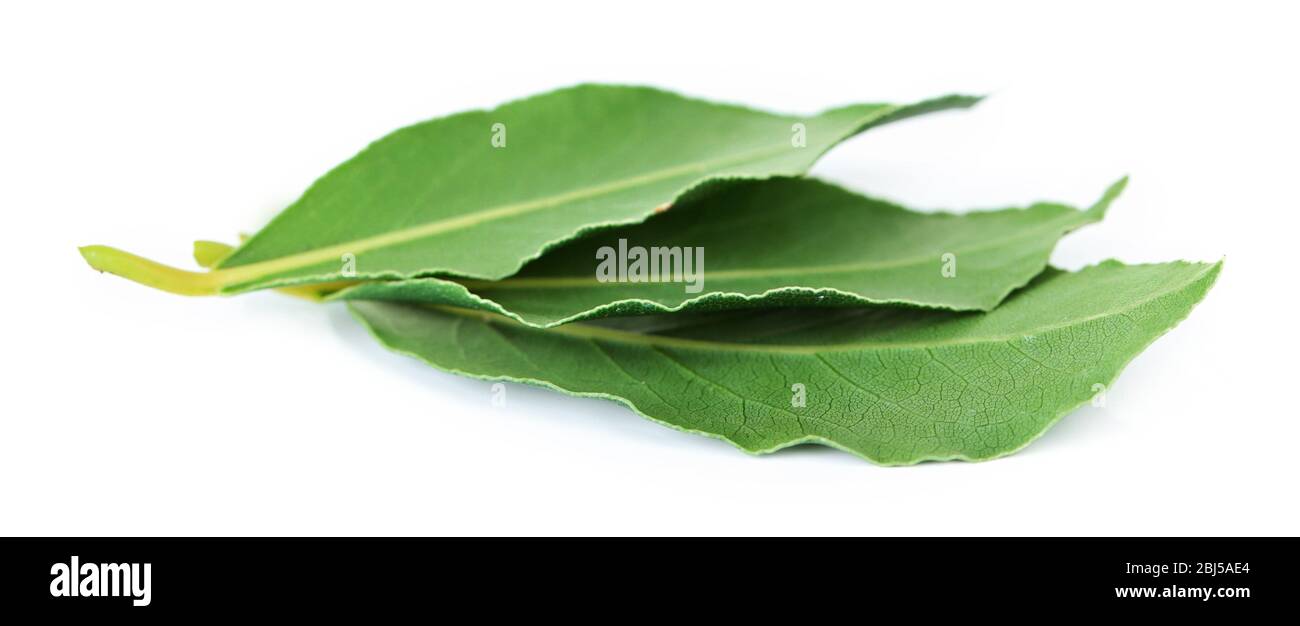 Fresh bay leaves, isolated on white Stock Photo Alamy