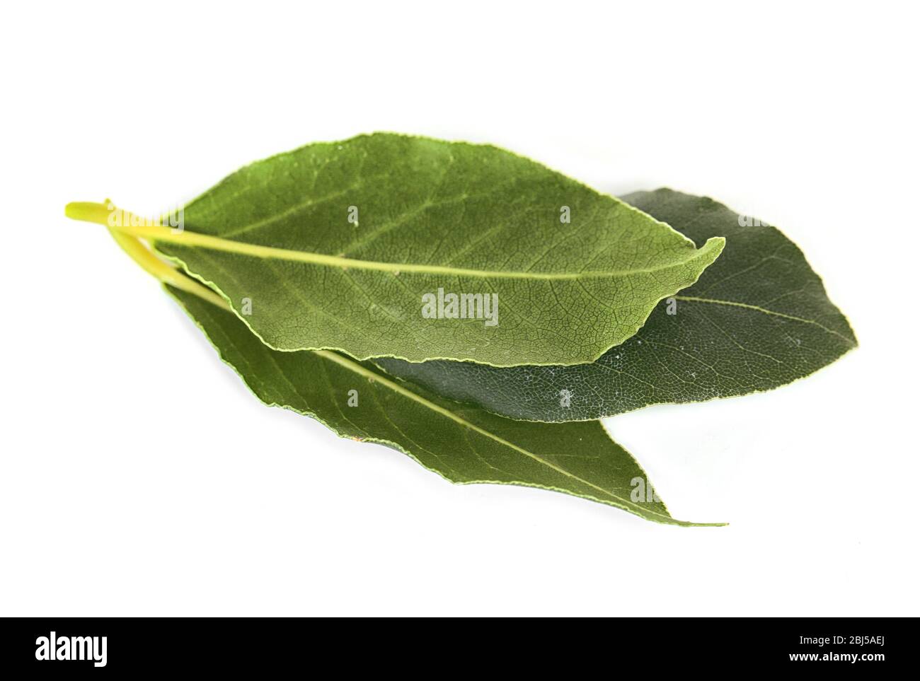Fresh bay leaves, isolated on white Stock Photo Alamy