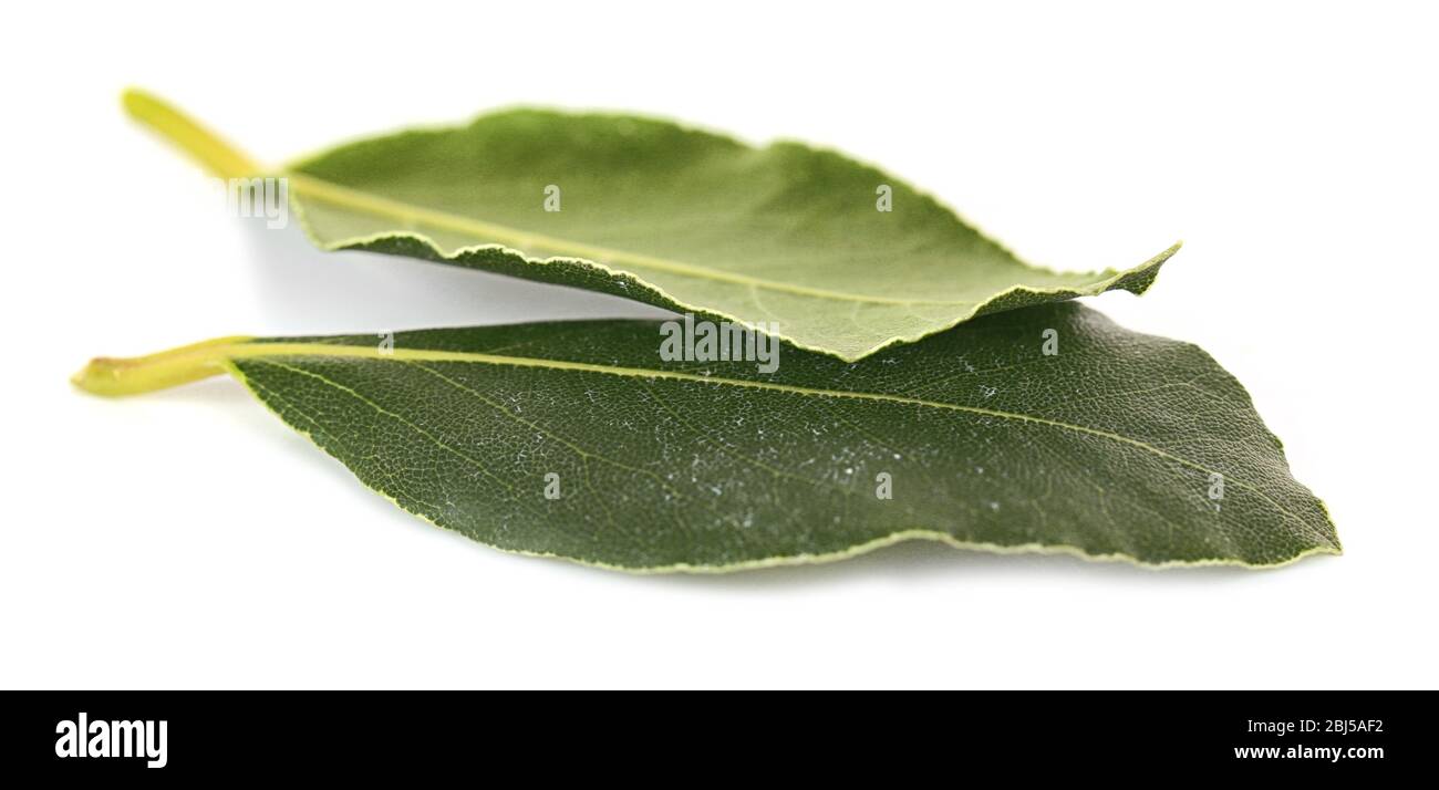 Fresh bay leaves, isolated on white Stock Photo Alamy