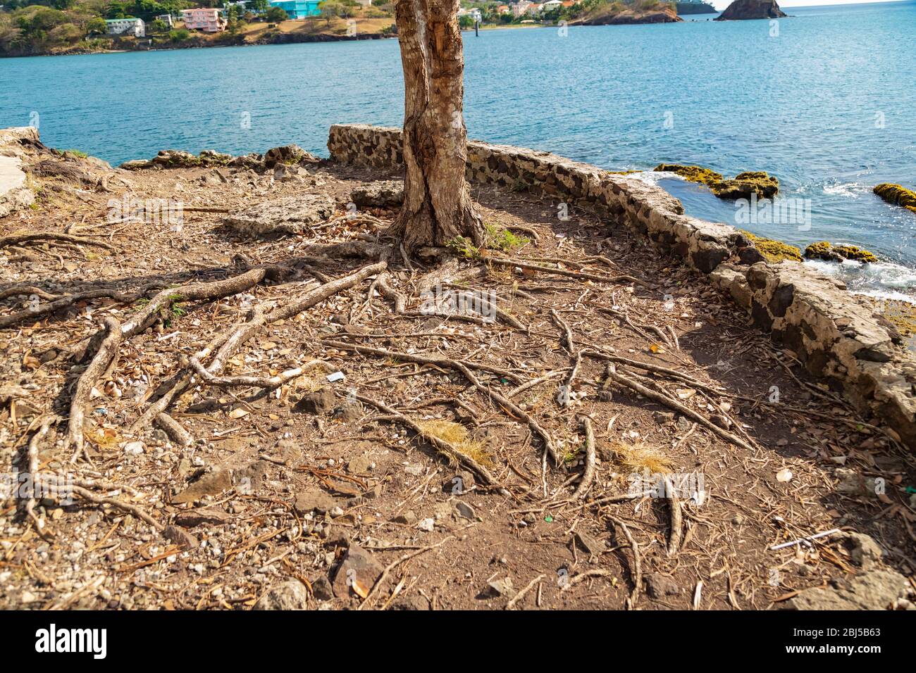 the roots of a tree sticking  out above ground level in an area enclosed by a stone wall high above the sea in the background at Meadow's Battery 1898 Stock Photo