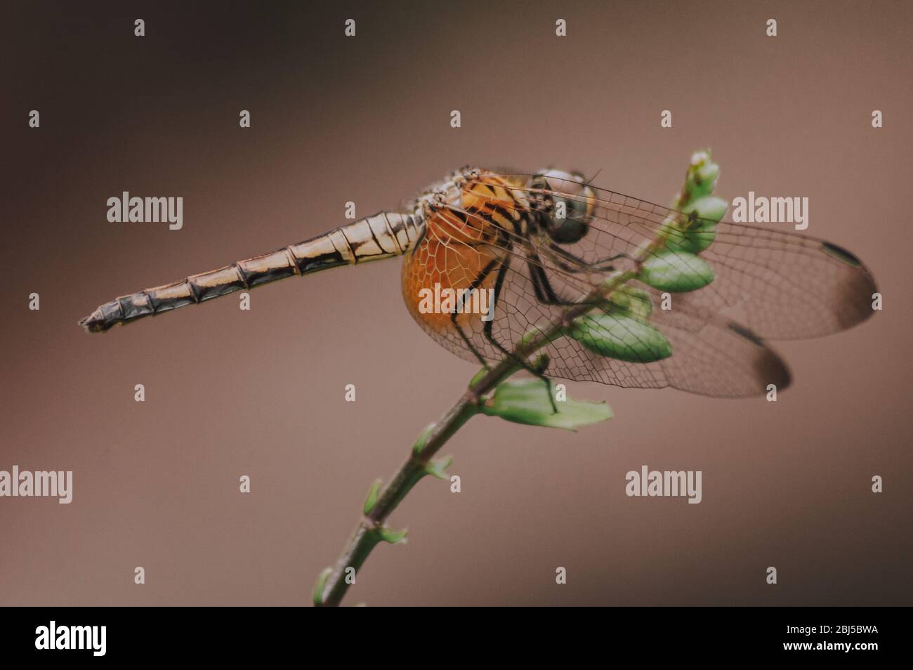 Dragonfly on the plant Stock Photo - Alamy