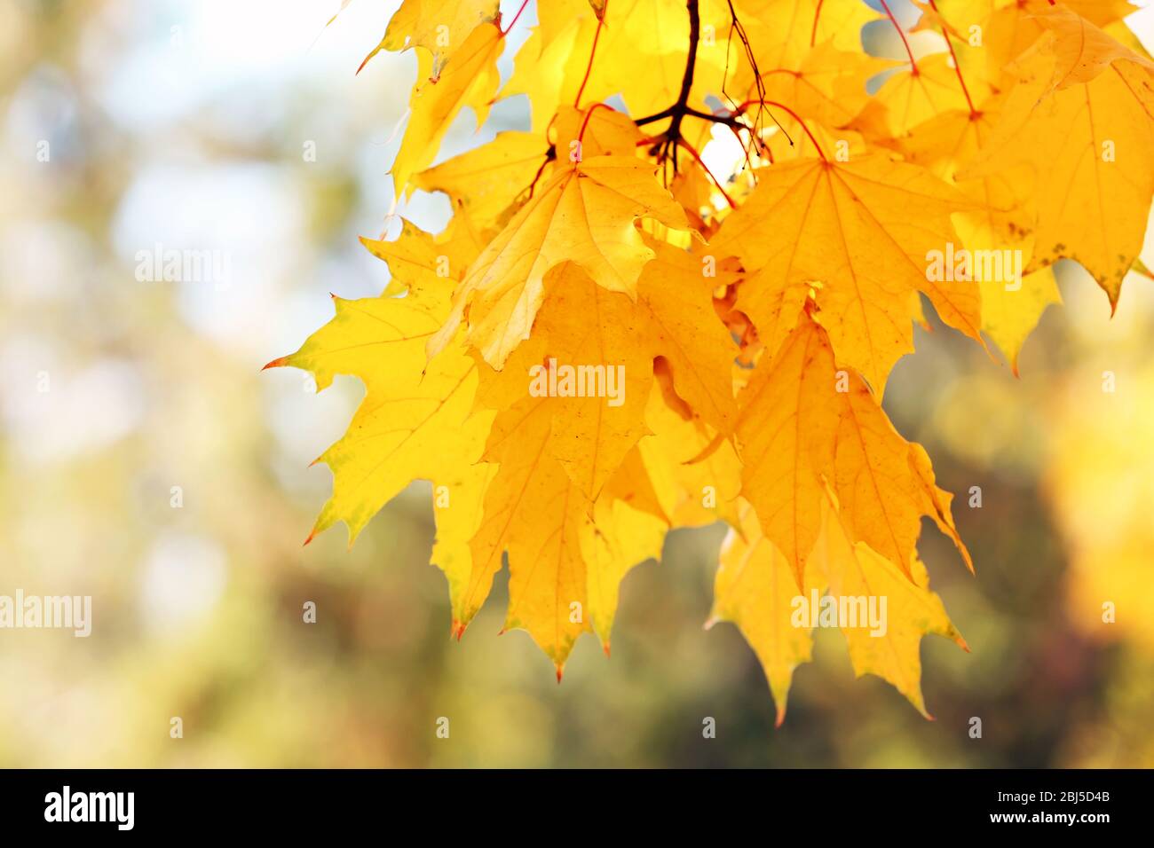 Golden autumn leaves, close up Stock Photo - Alamy