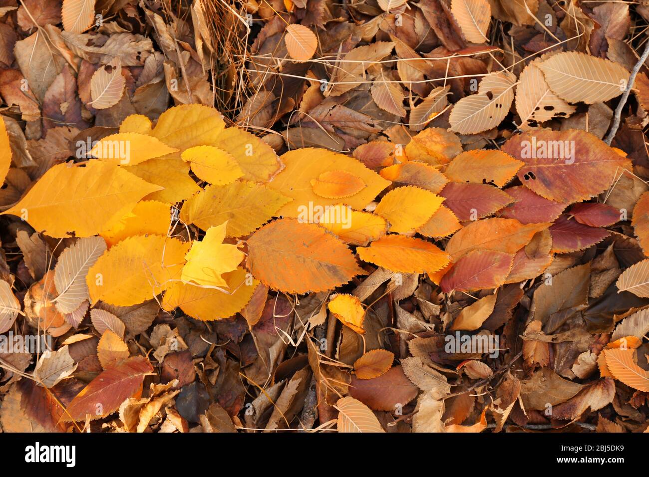 Colourful autumn leaves on the ground in the park, close up Stock Photo ...