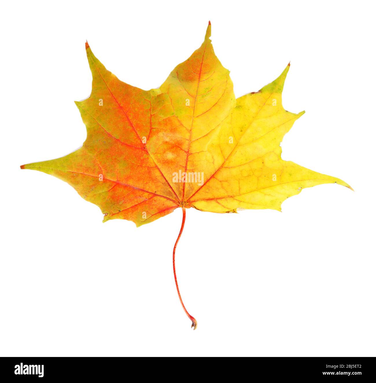 Autumn maple leaf, isolated on white Stock Photo - Alamy