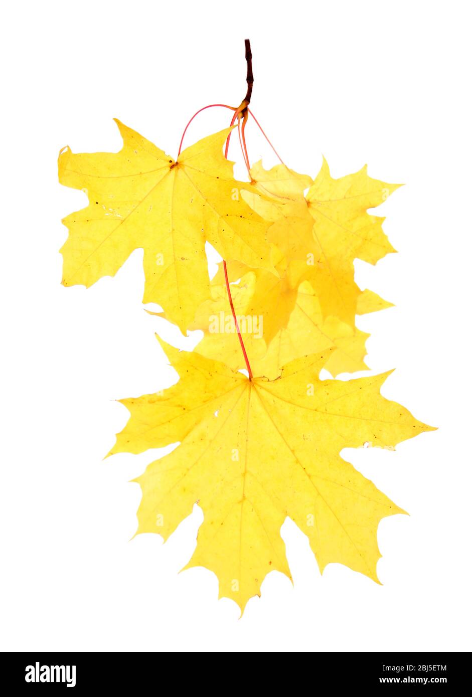Branch with autumn maple leaves, isolated on white Stock Photo - Alamy