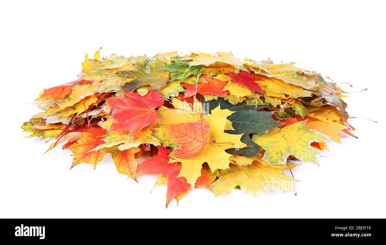 Frame of autumn maple leaves with copy space on white background Stock ...