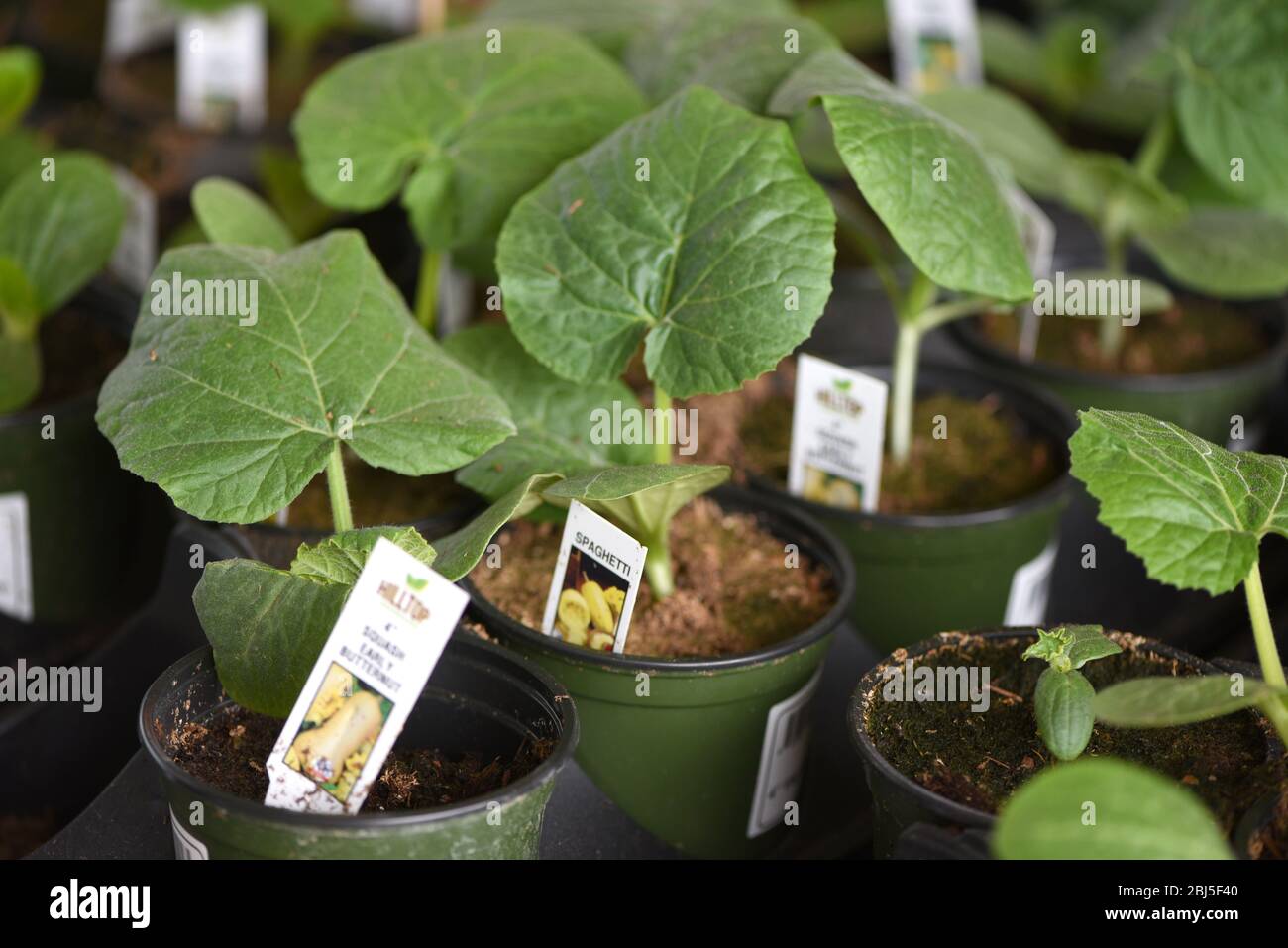 Squash Plant Seedlings In Plastic Pots For Sale At A Garden Center In Victoria British Columbia Canada Stock Photo Alamy