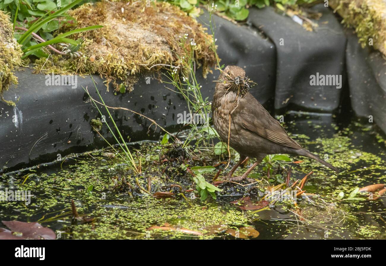 A female blackbird collecting mud from a garden pond for her nest. Stock Photo