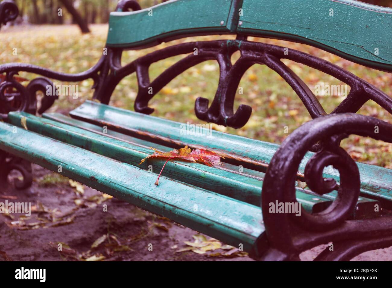 Maple leaf on a park bench Stock Photo - Alamy